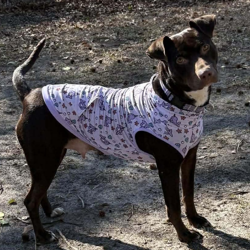 Brandy-fostered in North Carolina — thumbnail 6