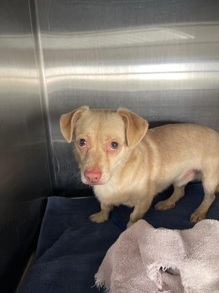 Enlarge Wheezer, a Adoptable mixed breed in Thousand Oaks, CA image 1/1