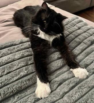 Enlarge OH - Dusty (MCR), a Adopted mixed breed in Columbus , OH image 3/4