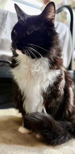 Enlarge OH - Dusty (MCR), a Adopted mixed breed in Columbus , OH image 2/4