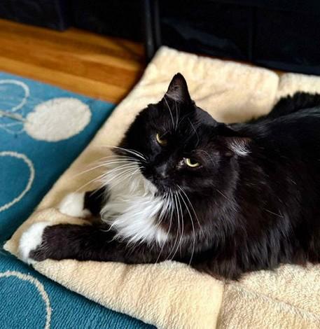 Enlarge OH - Dusty (MCR), a Adopted mixed breed in Columbus , OH image 1/4