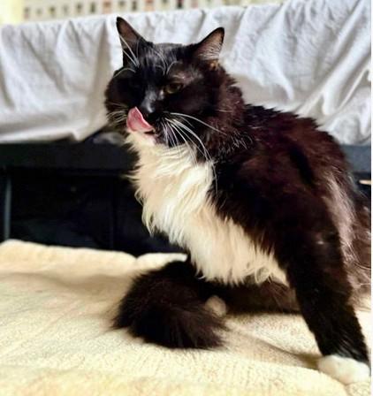 Enlarge OH - Dusty (MCR), a Adopted mixed breed in Columbus , OH image 4/4