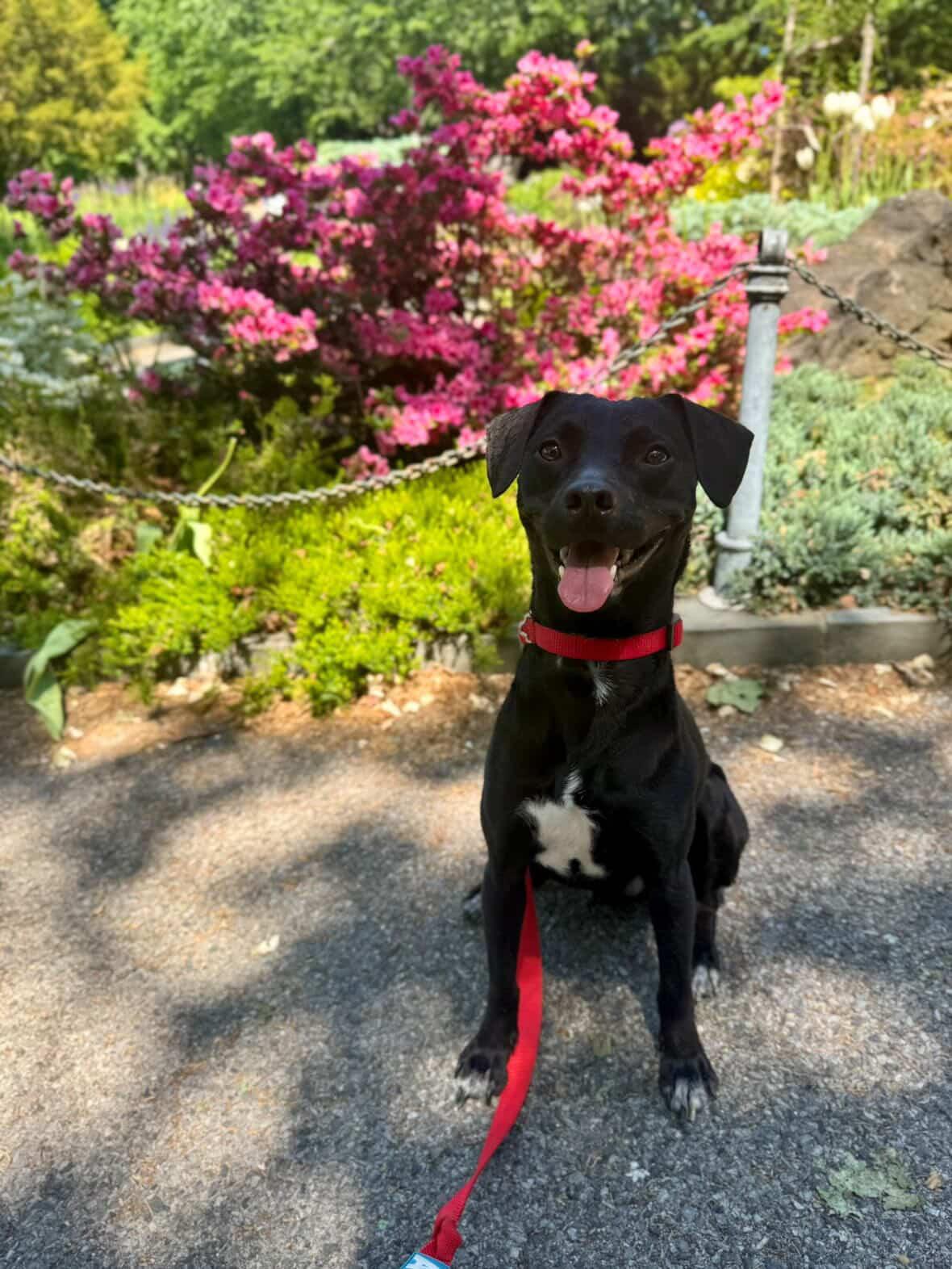 Enlarge Adrian, a Adoptable Mixed Breed in Belmar , NJ image 1/5