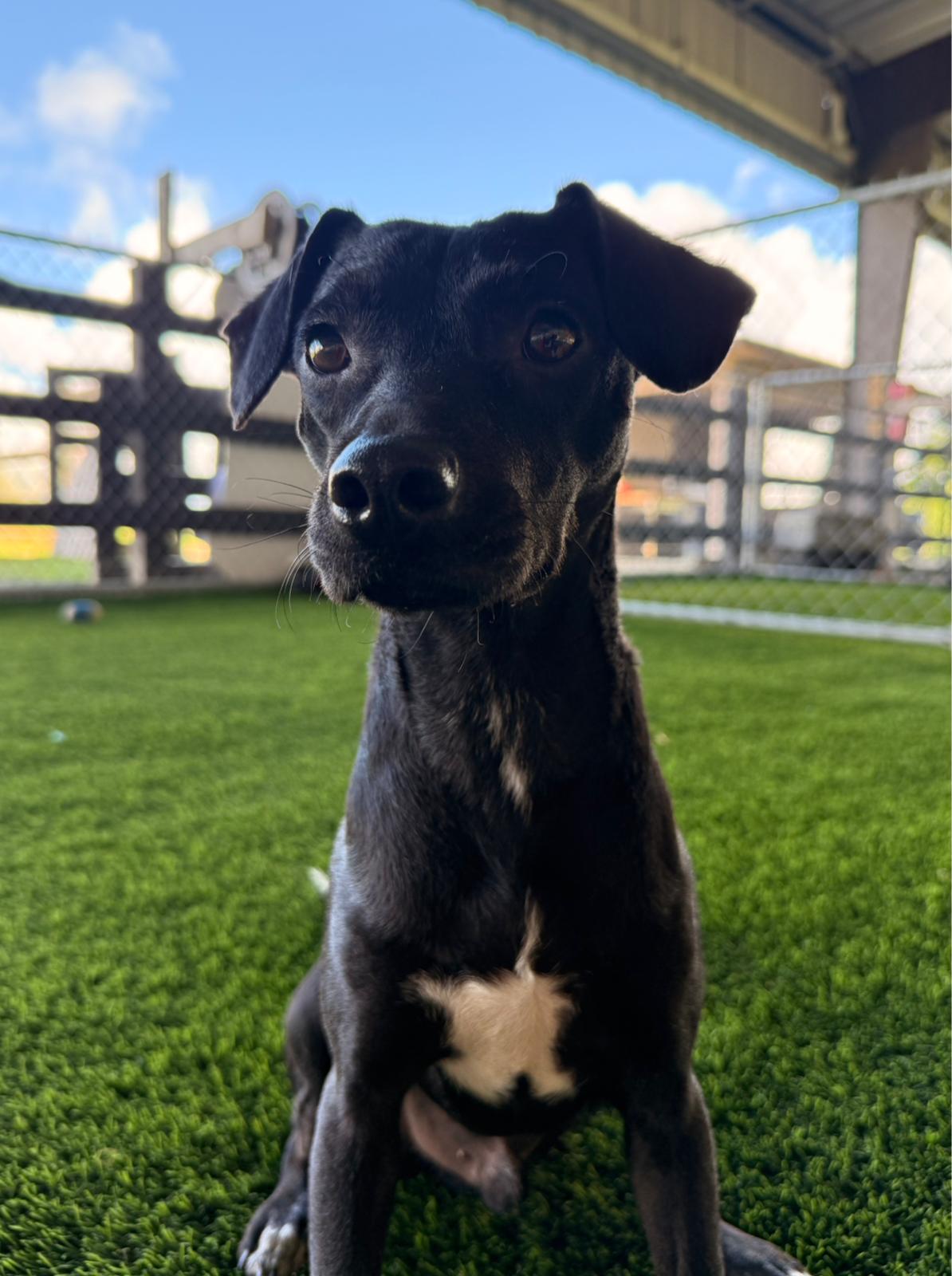 Enlarge Adrian, a Adoptable Mixed Breed in Belmar , NJ image 2/4
