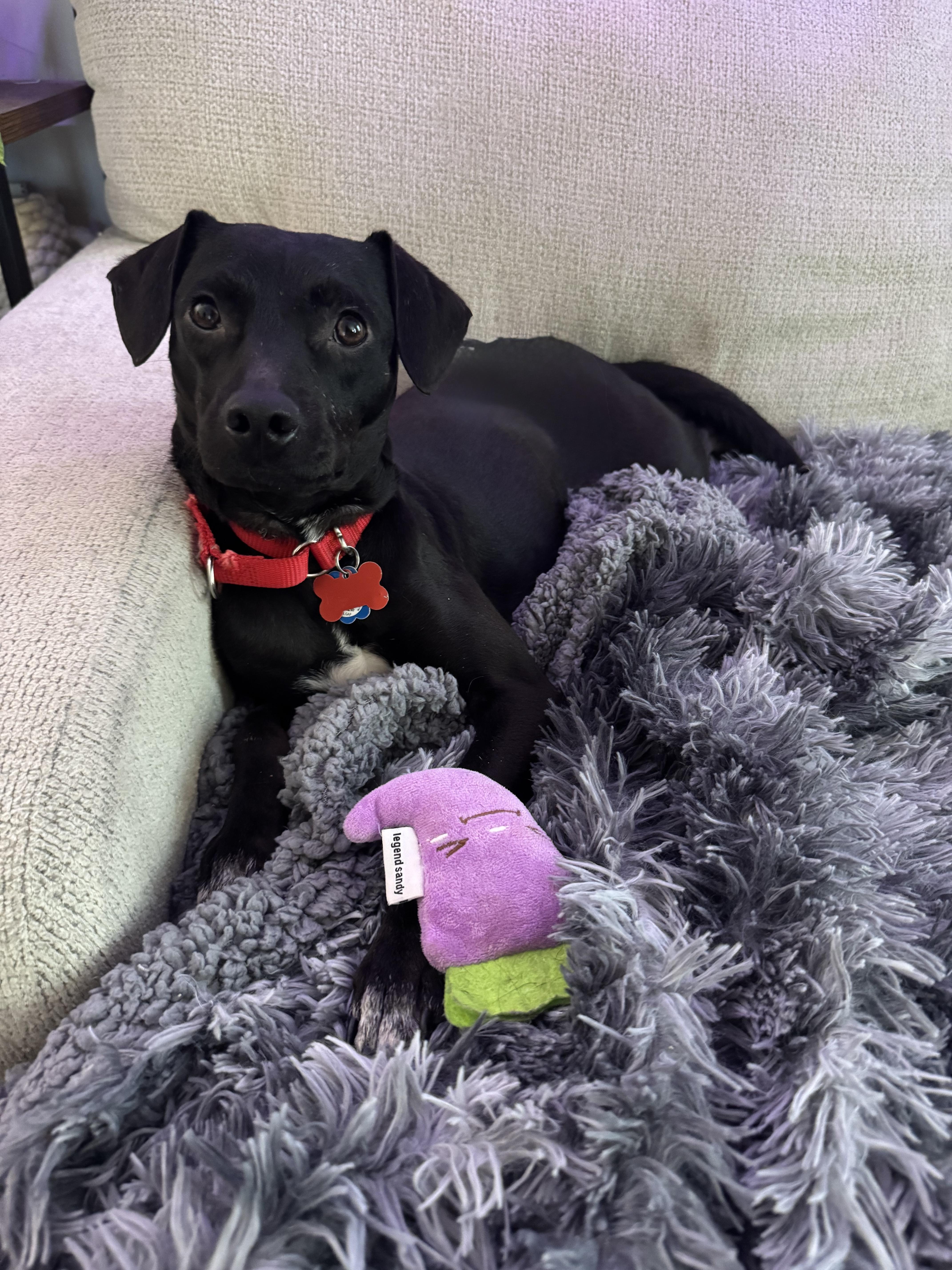 Enlarge Adrian, a Adoptable Mixed Breed in Belmar , NJ image 1/4