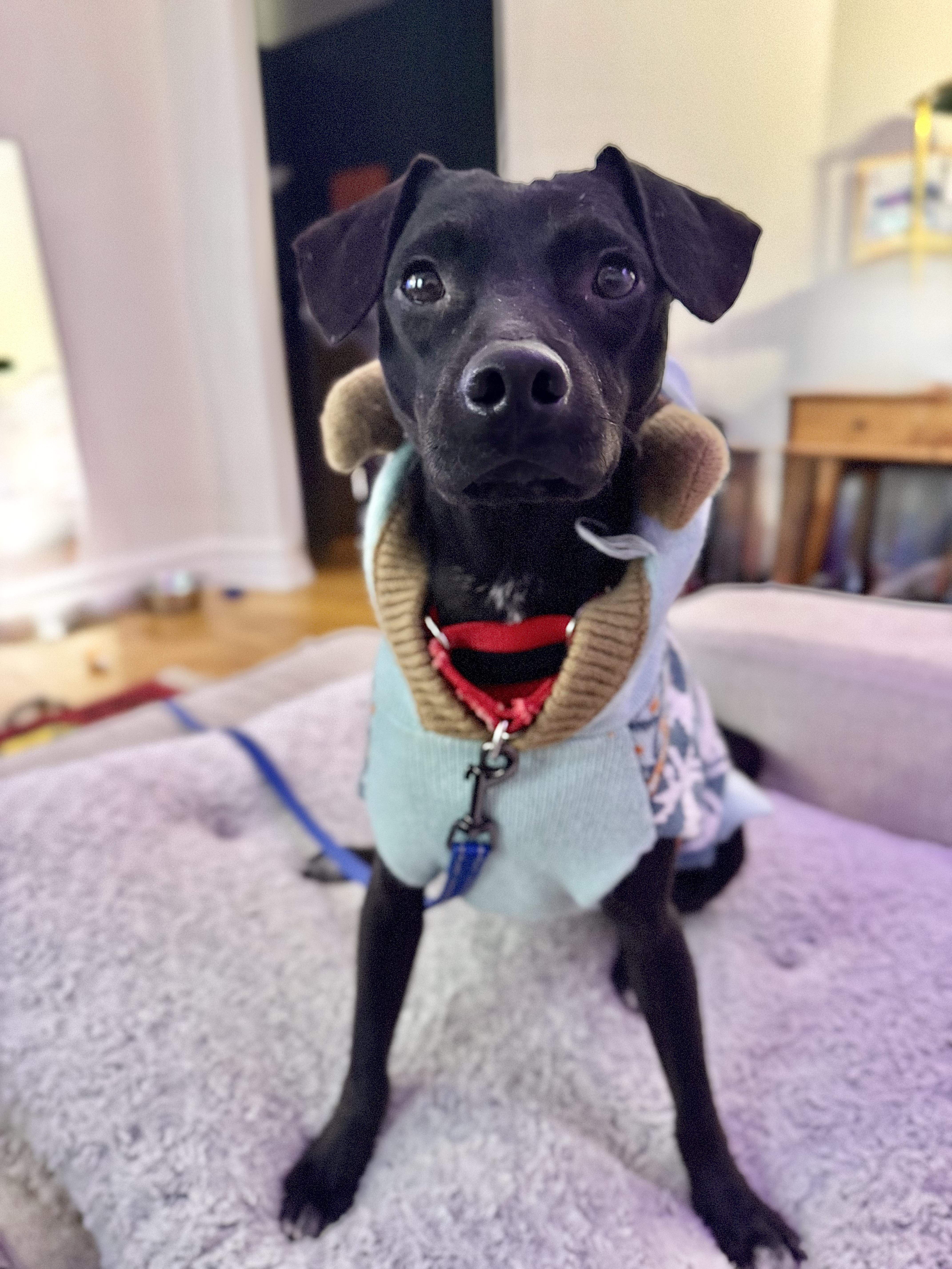 Enlarge Adrian, a Adoptable Mixed Breed in Belmar , NJ image 3/4