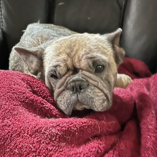 Enlarge Sushi, a Adoptable French Bulldog in Bryan, TX image 1/1