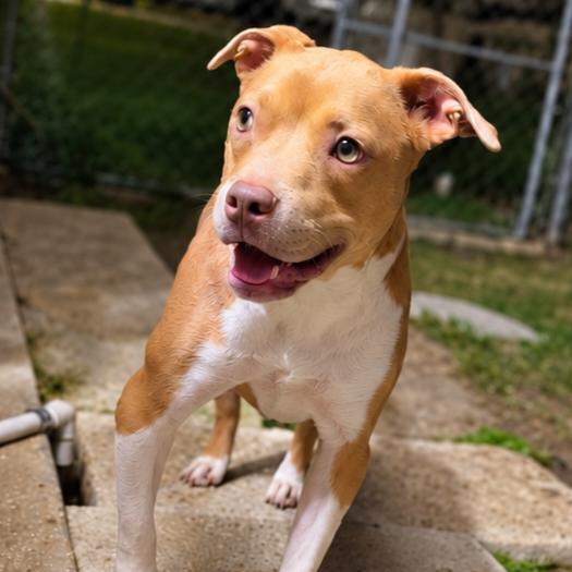 Nala, Adoptable, Adult Female Pit Bull Terrier & American Staffordshire Terrier.