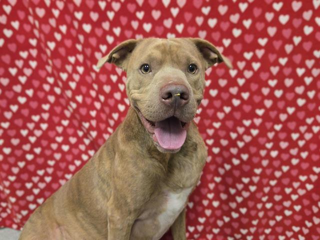 Enlarge BO, a Adoptable mixed breed in Auburn, CA image 1/1