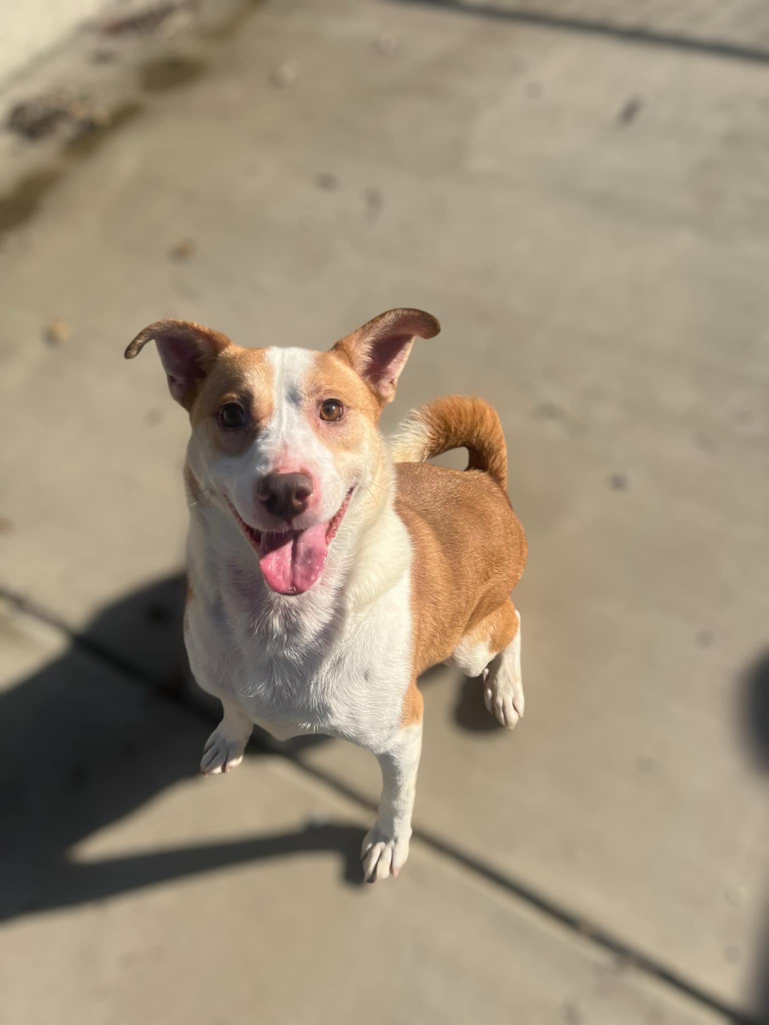 Catalpa, Adopted, Adult Male Mixed Breed.