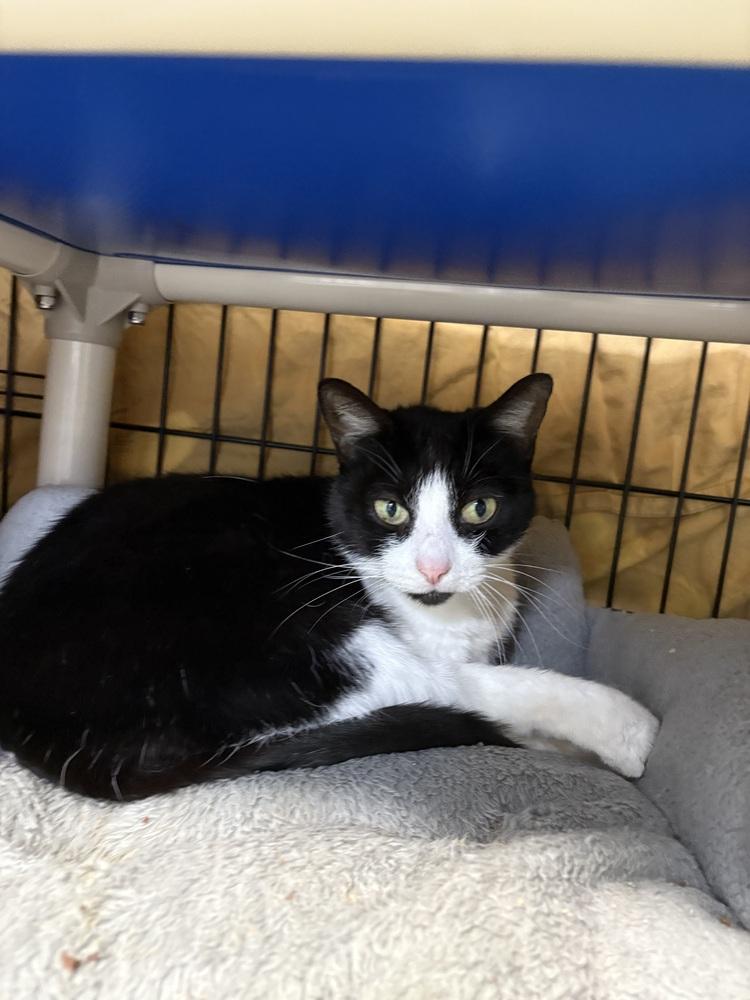 Enlarge Chibi, a Adoptable Domestic Short Hair in Fort Walton Beach, FL image 1/1