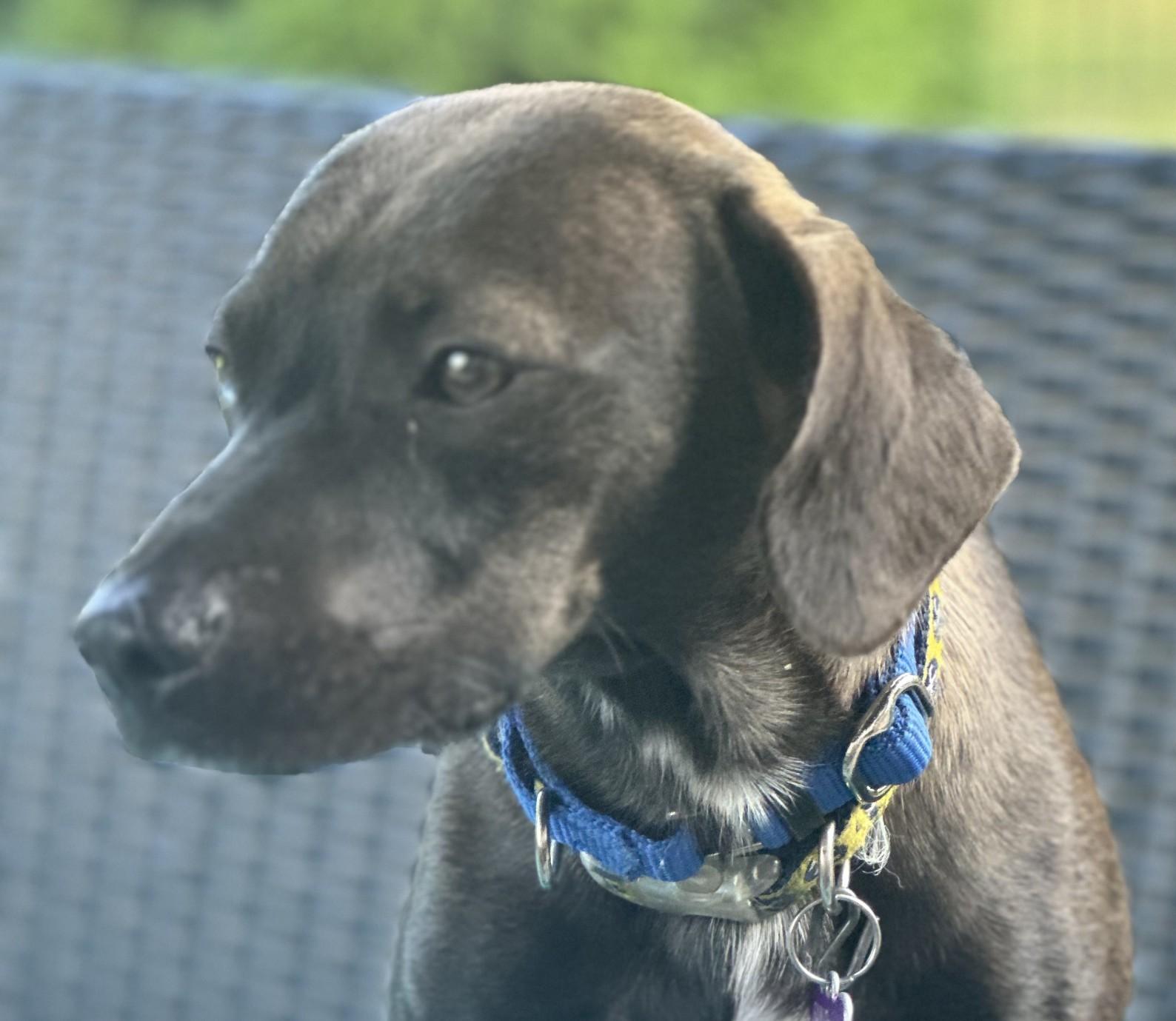 Enlarge Roscoe, a Adopted mixed breed in Bartlett, IL image 1/5