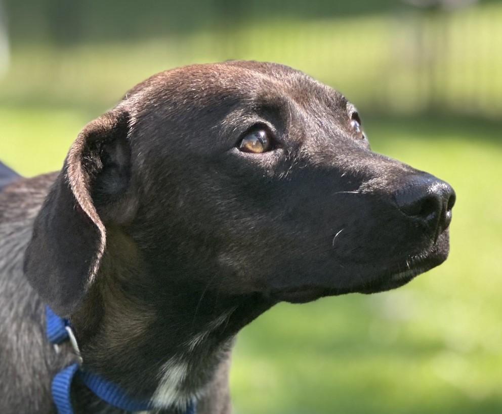 Enlarge Roscoe, a Adopted mixed breed in Bartlett, IL image 2/5