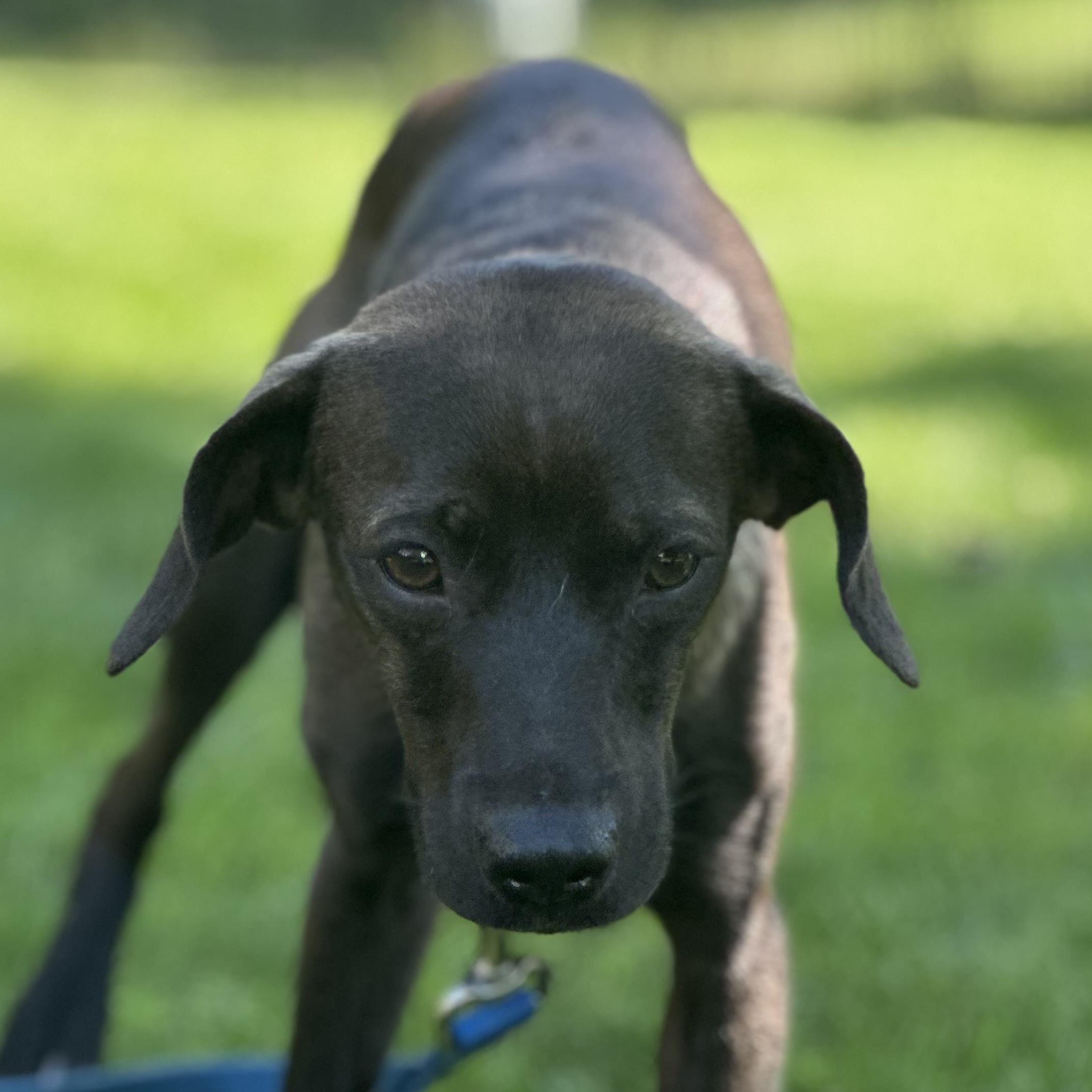 Roscoe, ADOPTABLE, Young Male Labrador Retriever & Italian Greyhound.
