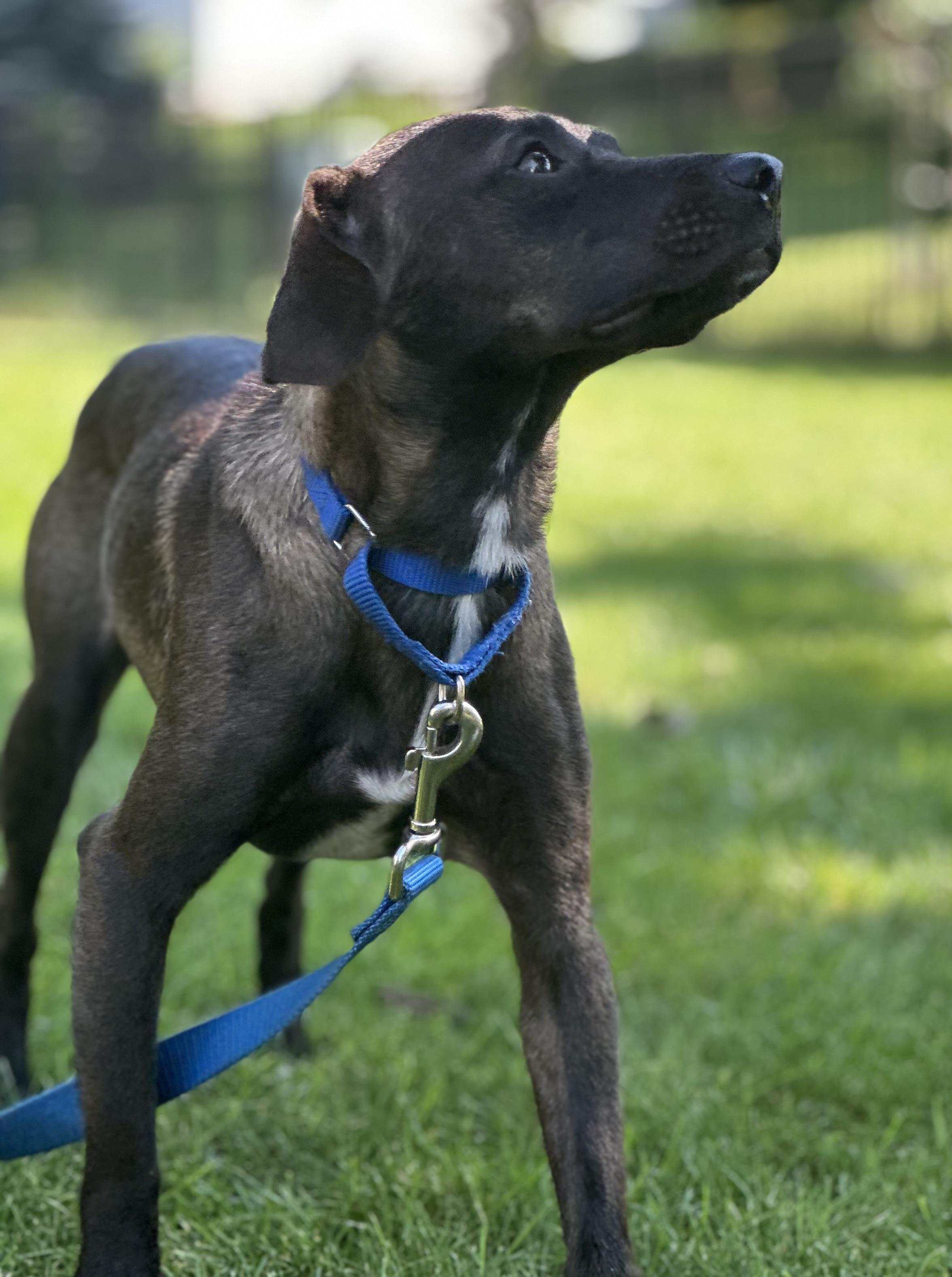 Roscoe, a ADOPTABLE mixed breed in Bartlett, IL image 3/3