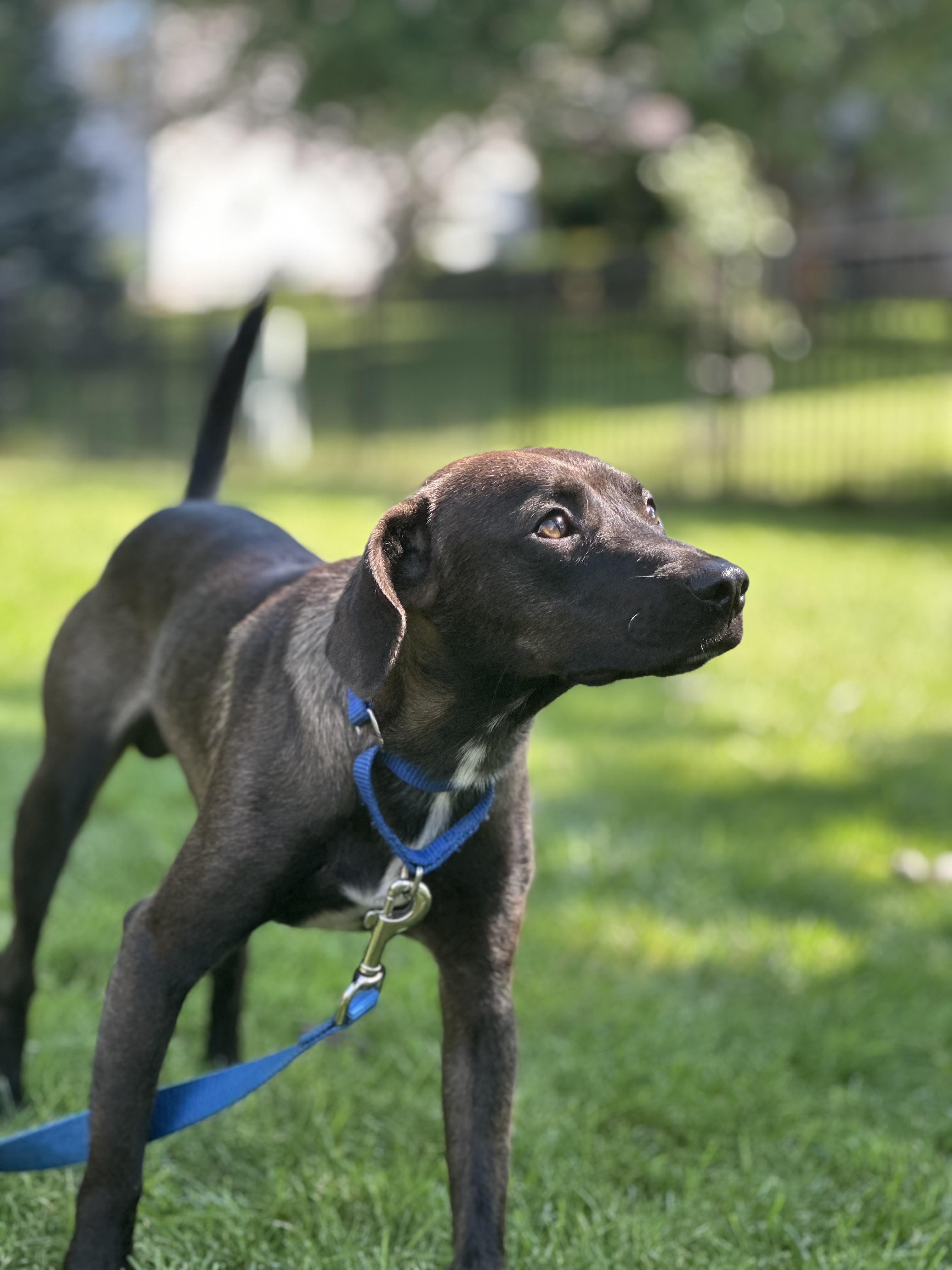 Roscoe, a ADOPTABLE mixed breed in Bartlett, IL image 2/3