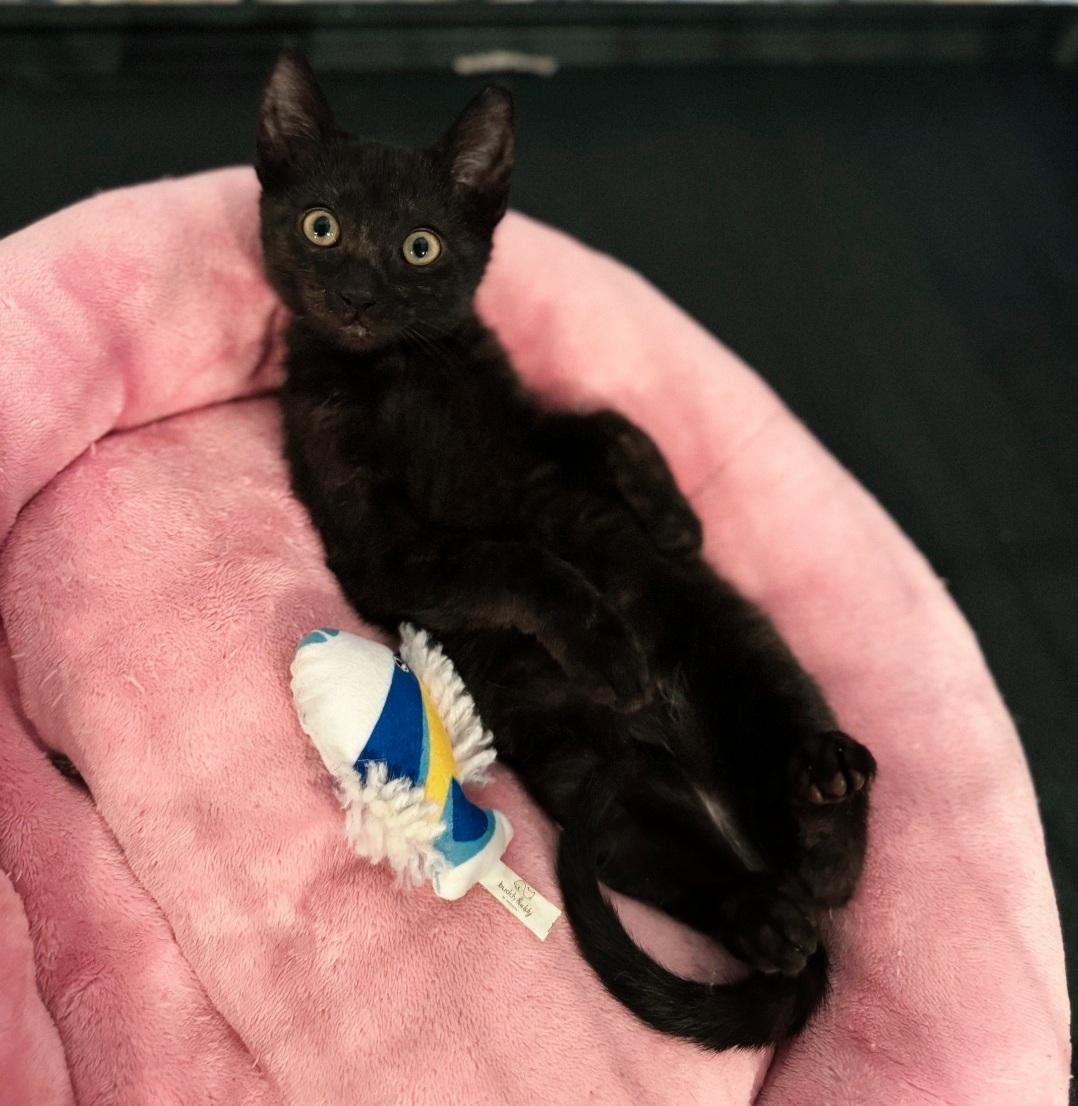 Enlarge Olive, an adopted American Shorthair in Staten Island, NY image 2/2