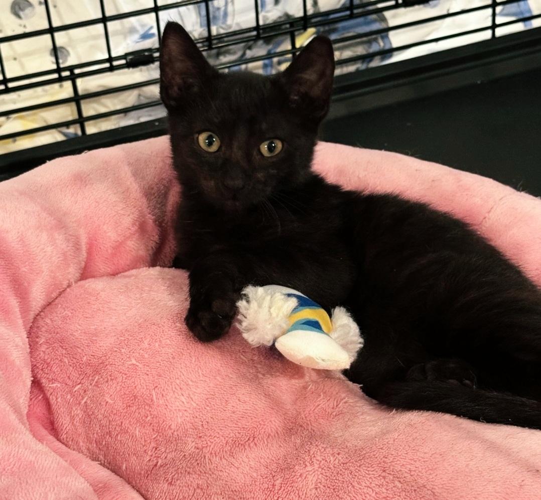 Enlarge Olive, an adopted American Shorthair in Staten Island, NY image 1/2