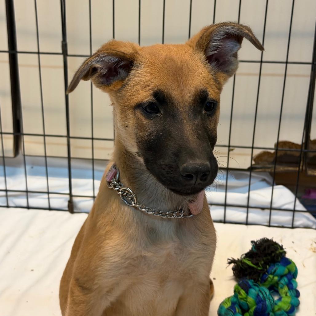 Enlarge Kuromi, a Adoptable mixed breed in Flagstaff, AZ image 2/3