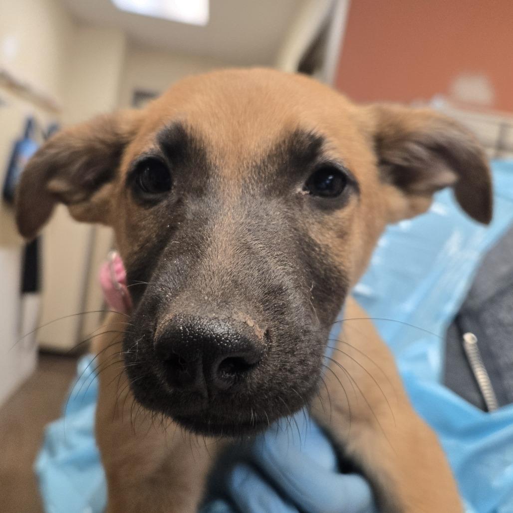 Enlarge Kuromi, a Adoptable mixed breed in Flagstaff, AZ image 3/3