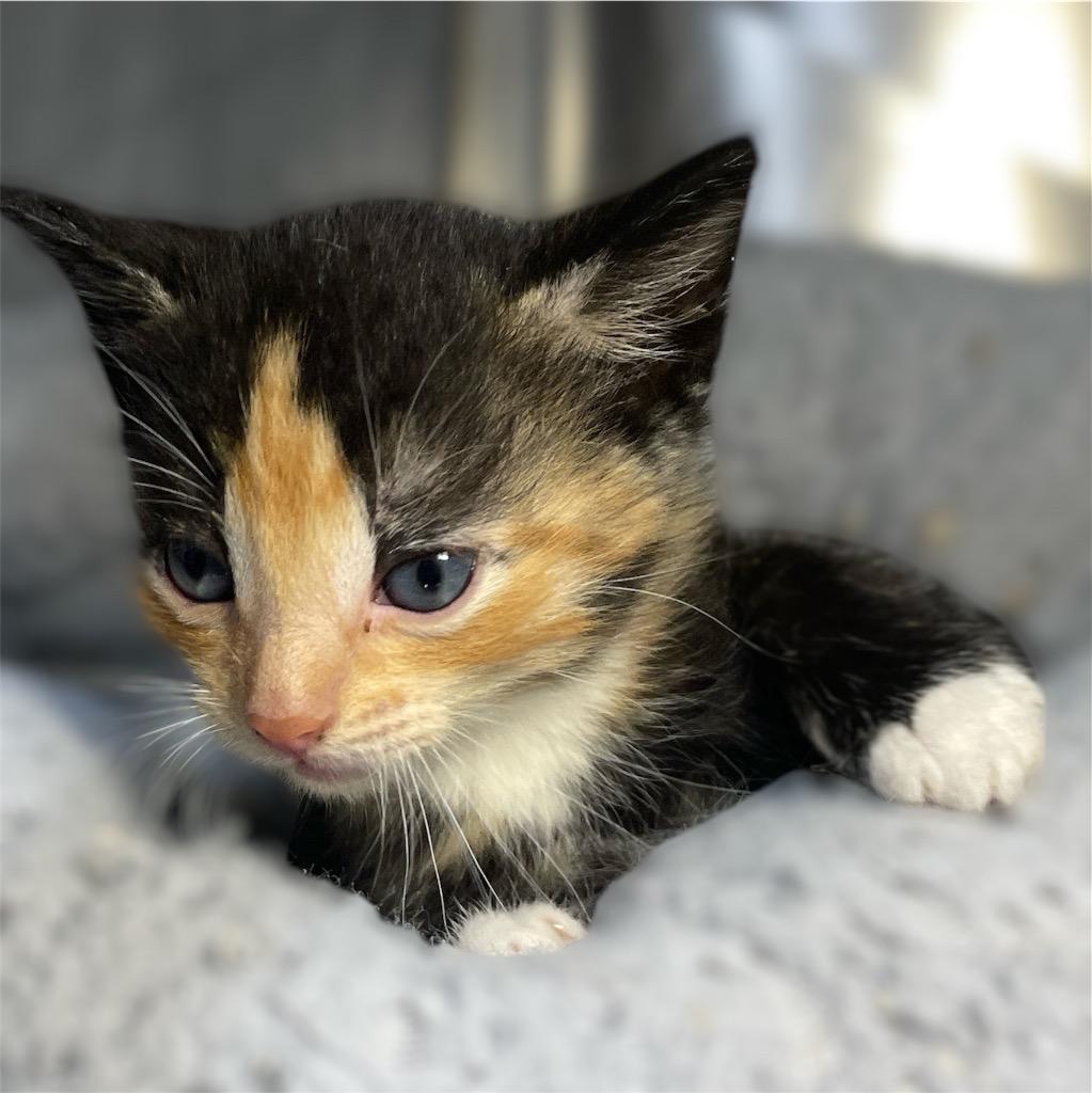 Poppy, Adopted, Young Female Domestic Short Hair.