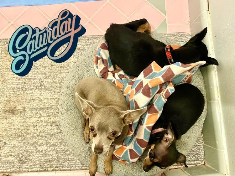 Squiggy - ADOPTED!, Adopted, Adult Male Chihuahua.