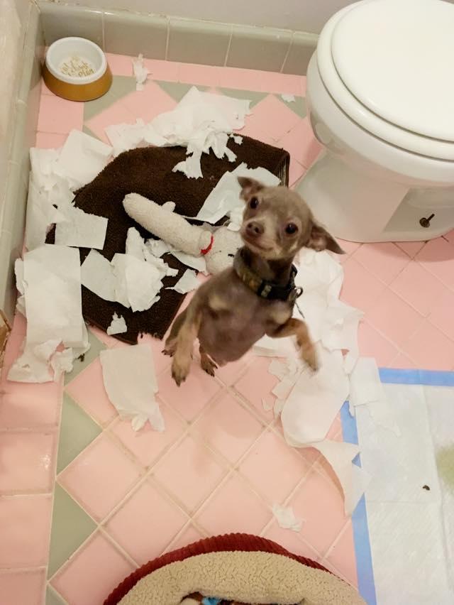 Enlarge Squiggy - ADOPTED!, a Adopted Chihuahua in Houston, TX image 5/6