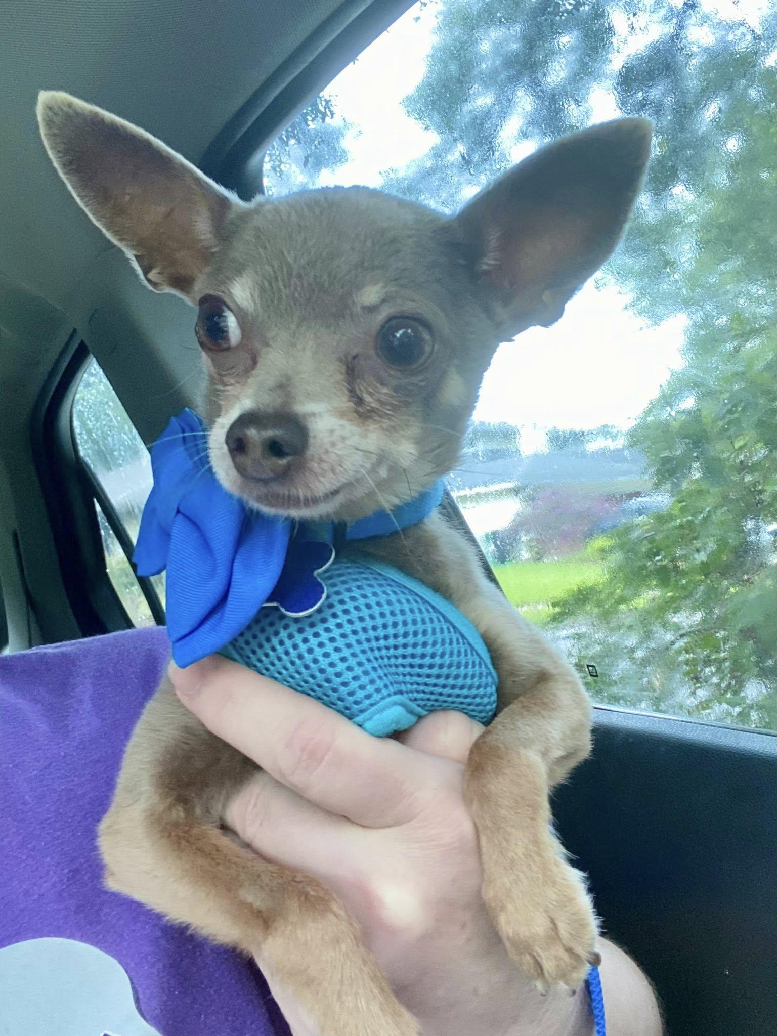 Enlarge Squiggy - ADOPTED!, a Adopted Chihuahua in Houston, TX image 2/6