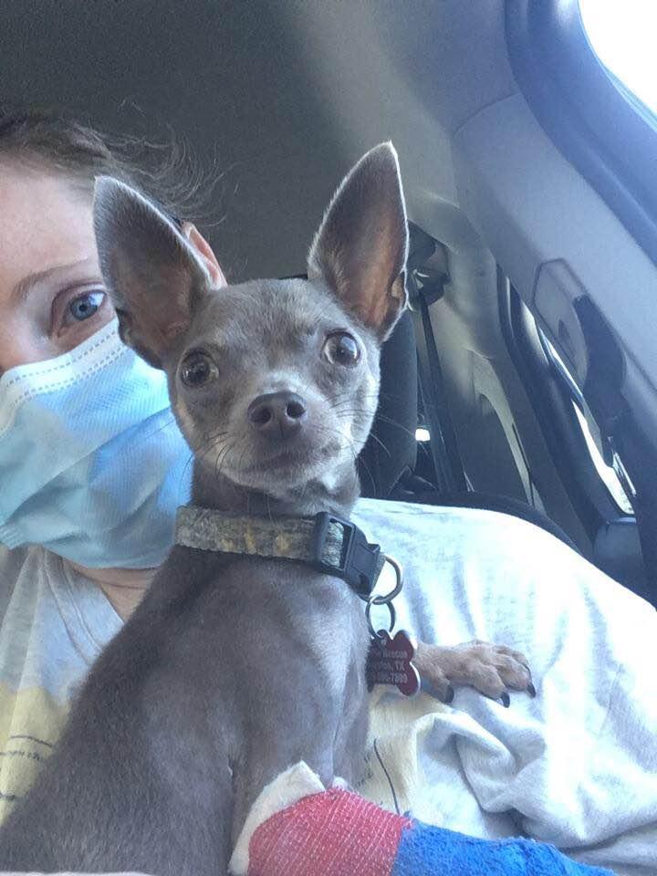 Enlarge Squiggy - ADOPTED!, a Adopted Chihuahua in Houston, TX image 3/6