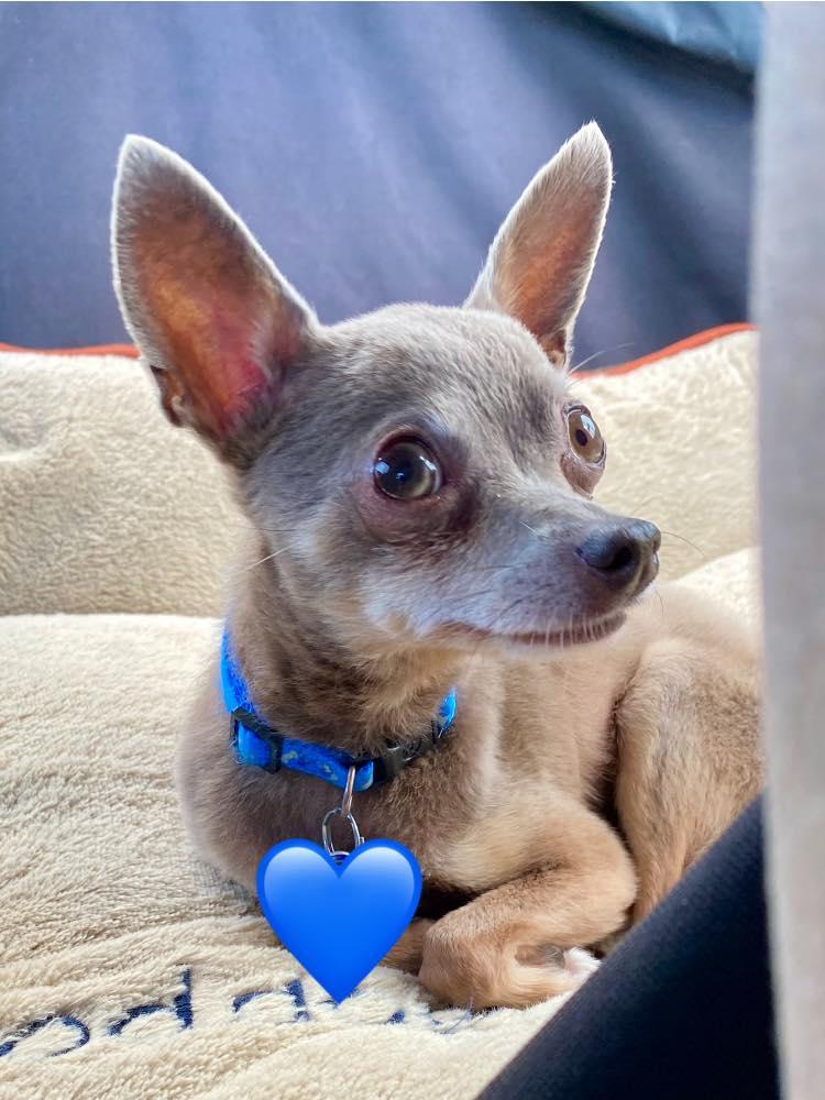 Enlarge Squiggy - ADOPTED!, a Adopted Chihuahua in Houston, TX image 4/6