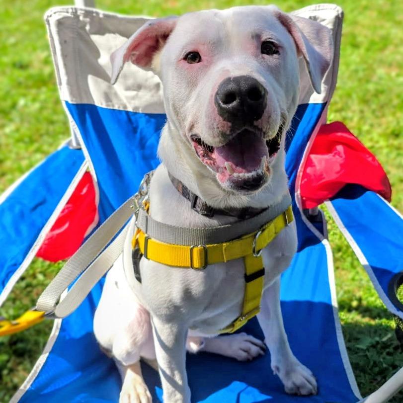 Enlarge Nico, a Adoptable Pit Bull Terrier in Danville, KY image 4/5