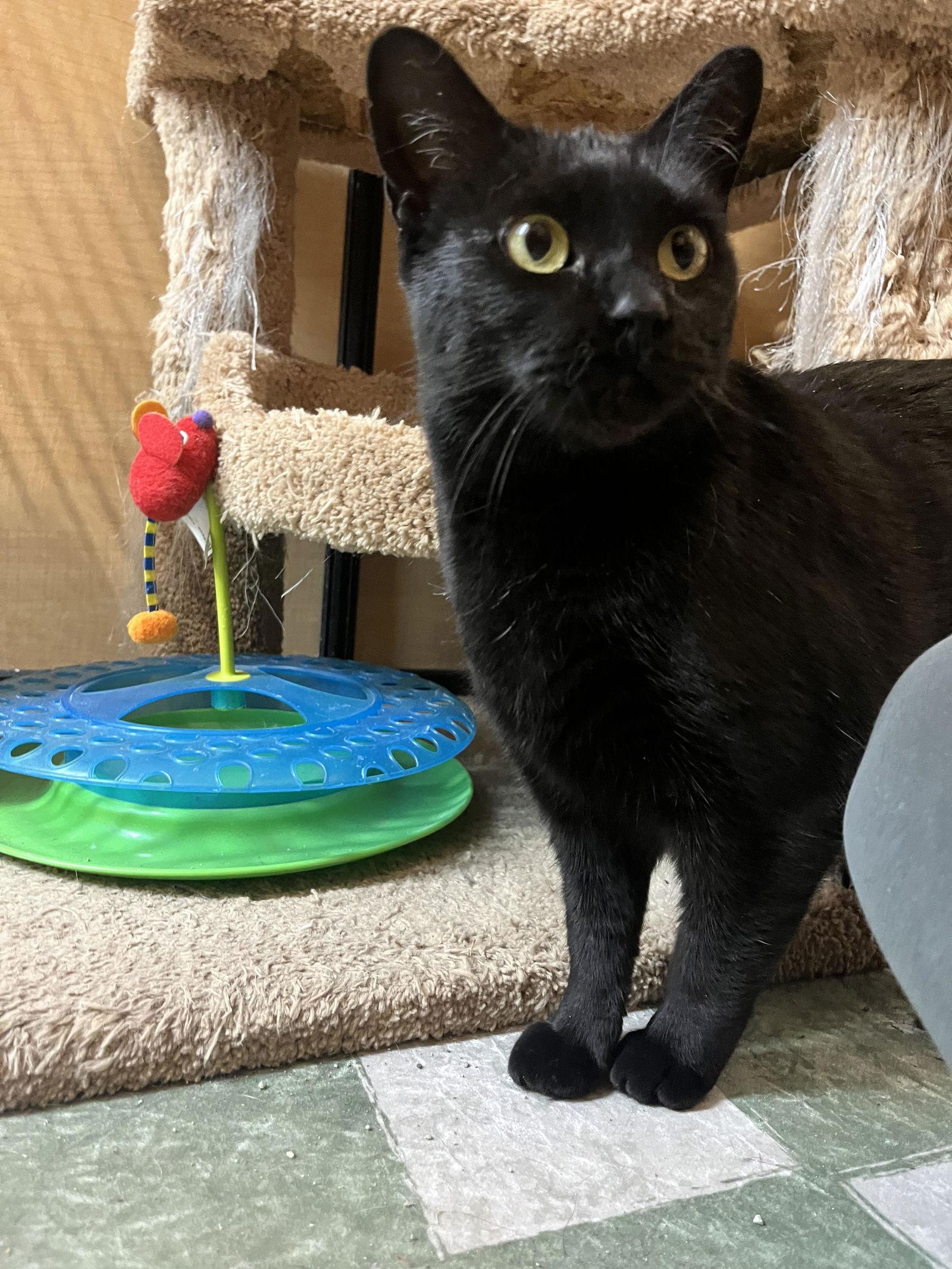 Trixie, a Adopted Domestic Short Hair in Wheaton, IL image 1/3