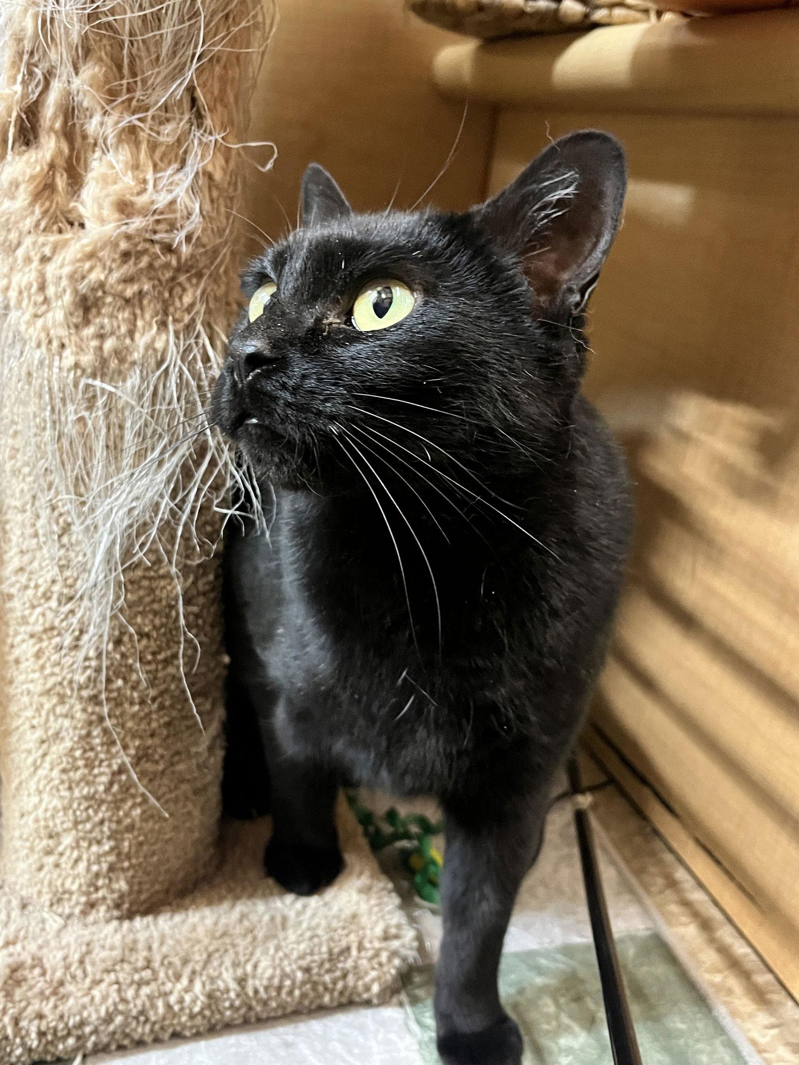 Trixie, a Adopted Domestic Short Hair in Wheaton, IL image 2/3