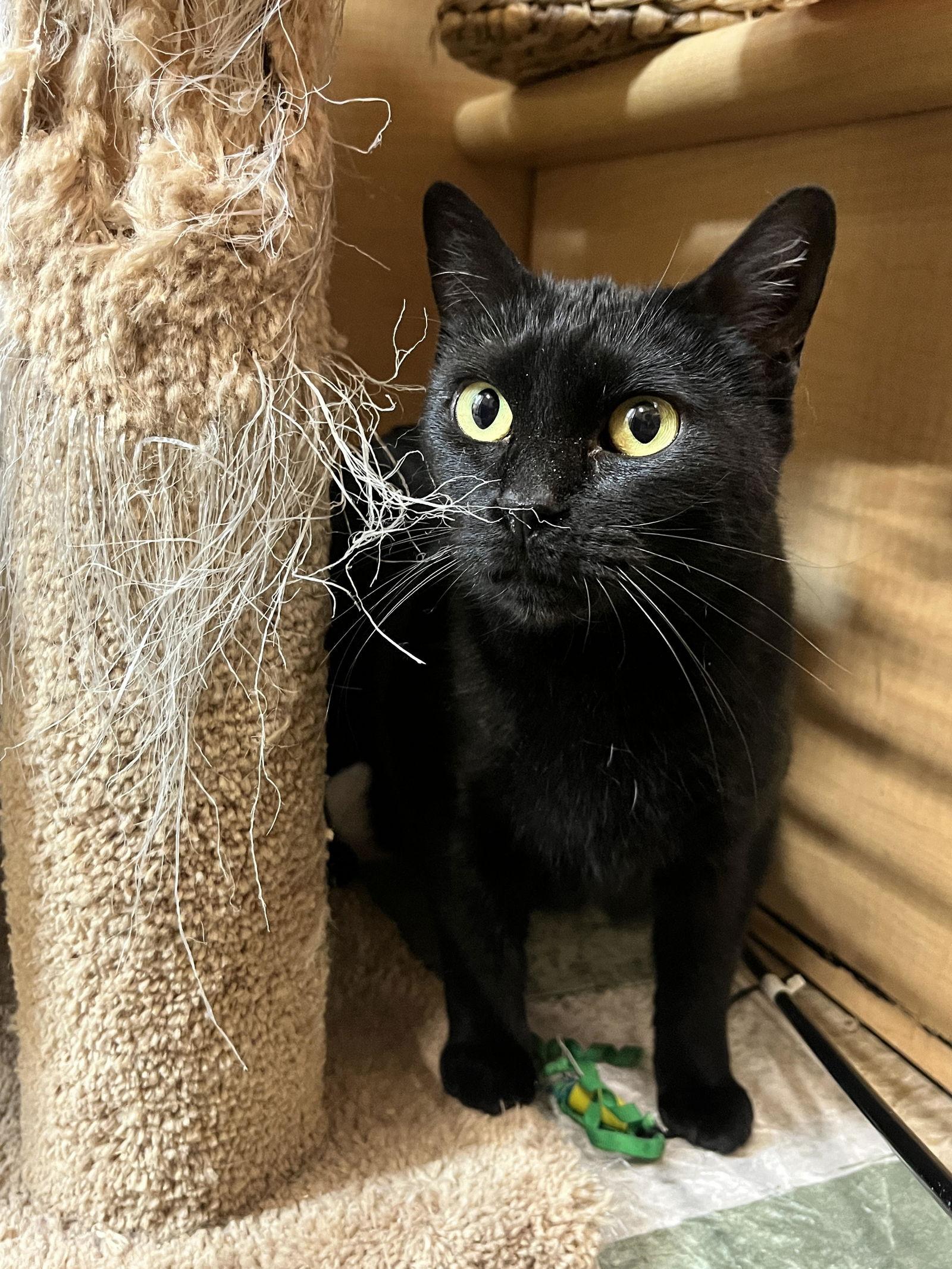 Trixie, a Adopted Domestic Short Hair in Wheaton, IL image 3/3