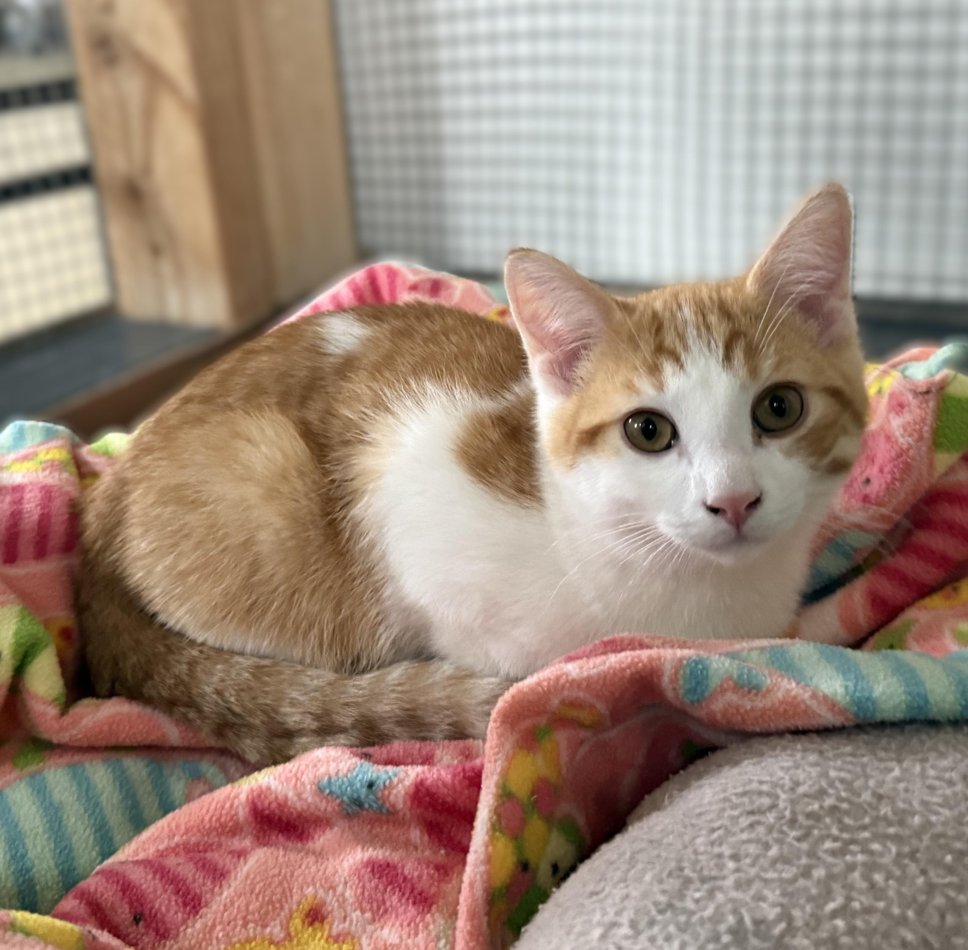 PESTO, Adoptable, Kitten Male Domestic Short Hair.