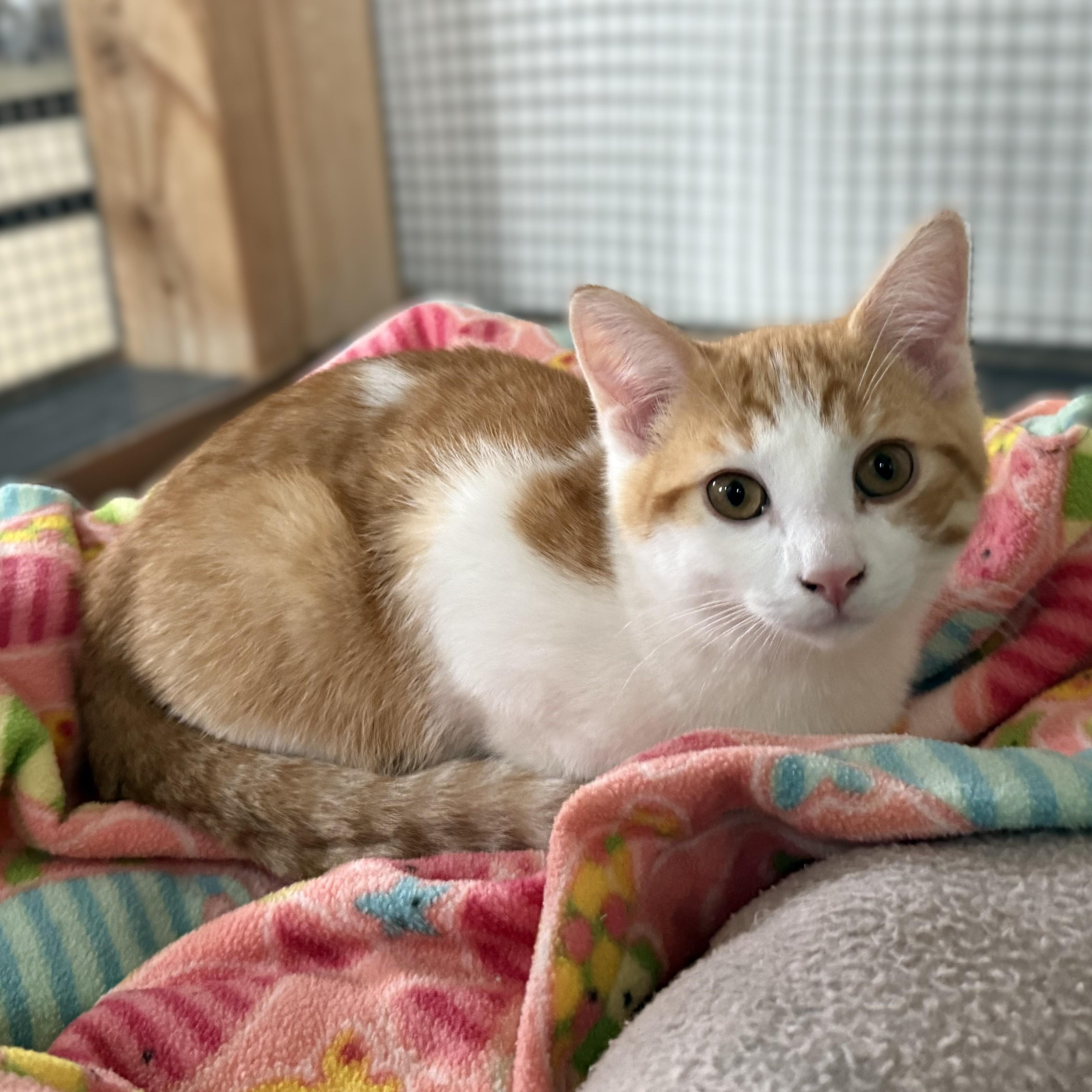 Enlarge PESTO, a Adoptable Domestic Short Hair in La Crescent, MN image 2/6