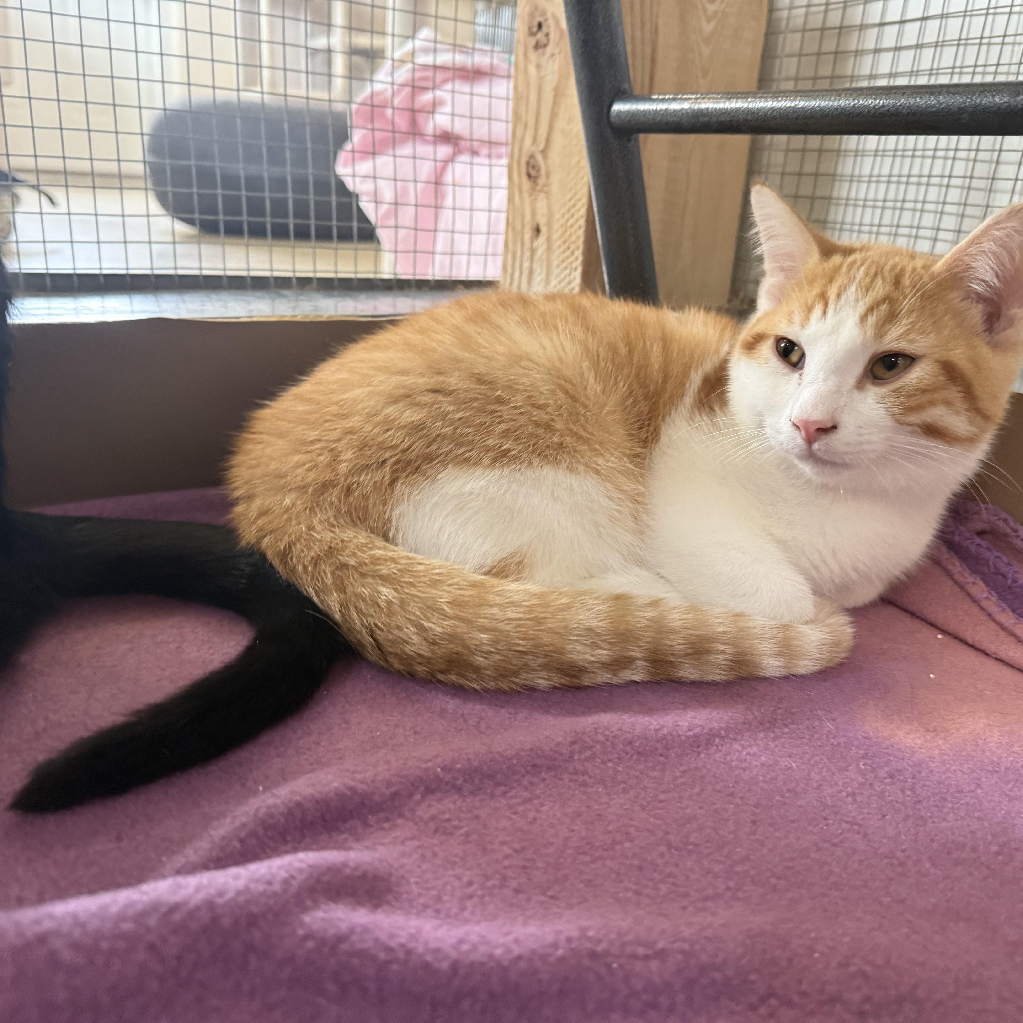 Enlarge PESTO, a Adoptable Domestic Short Hair in La Crescent, MN image 3/6