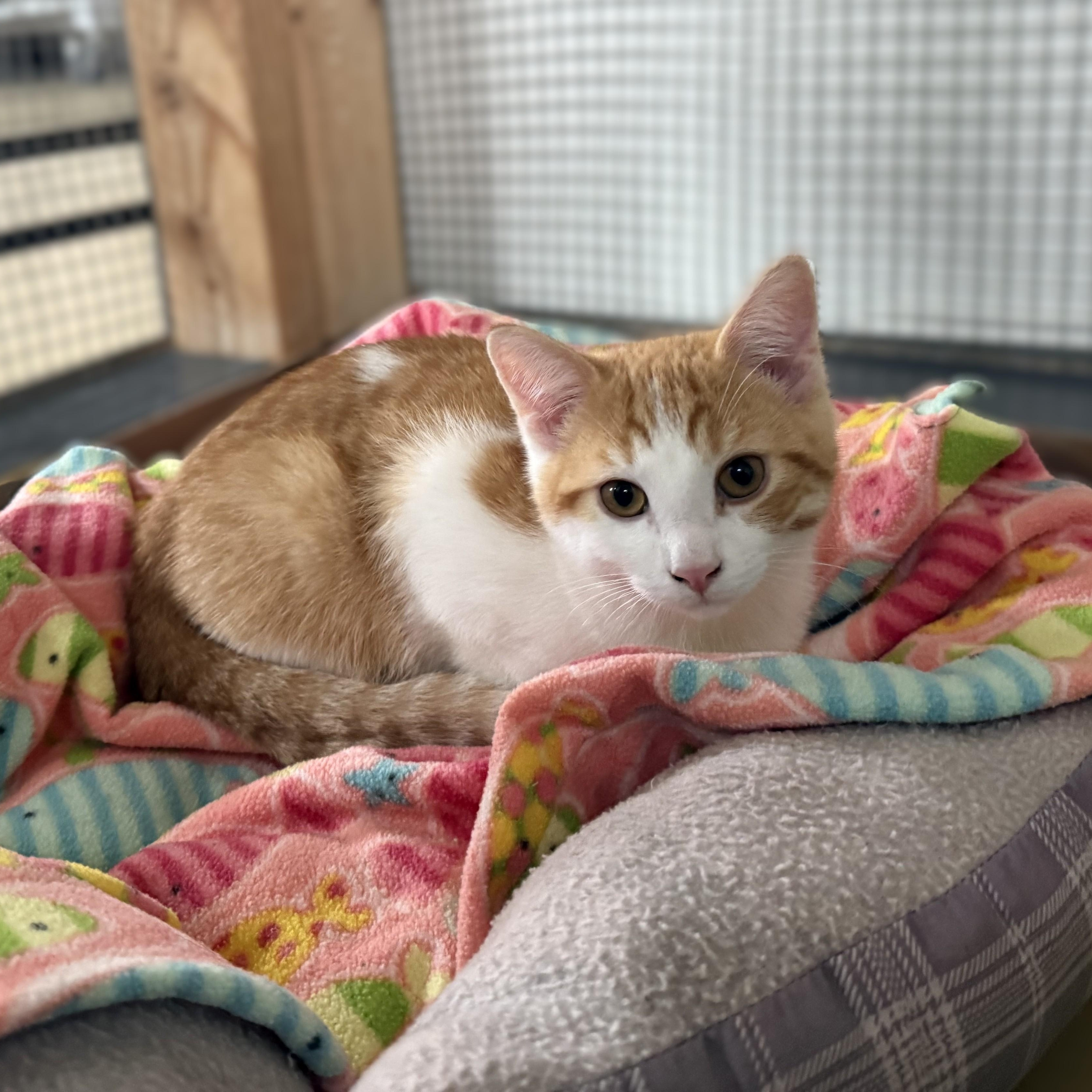 Enlarge PESTO, a Adoptable Domestic Short Hair in La Crescent, MN image 4/6