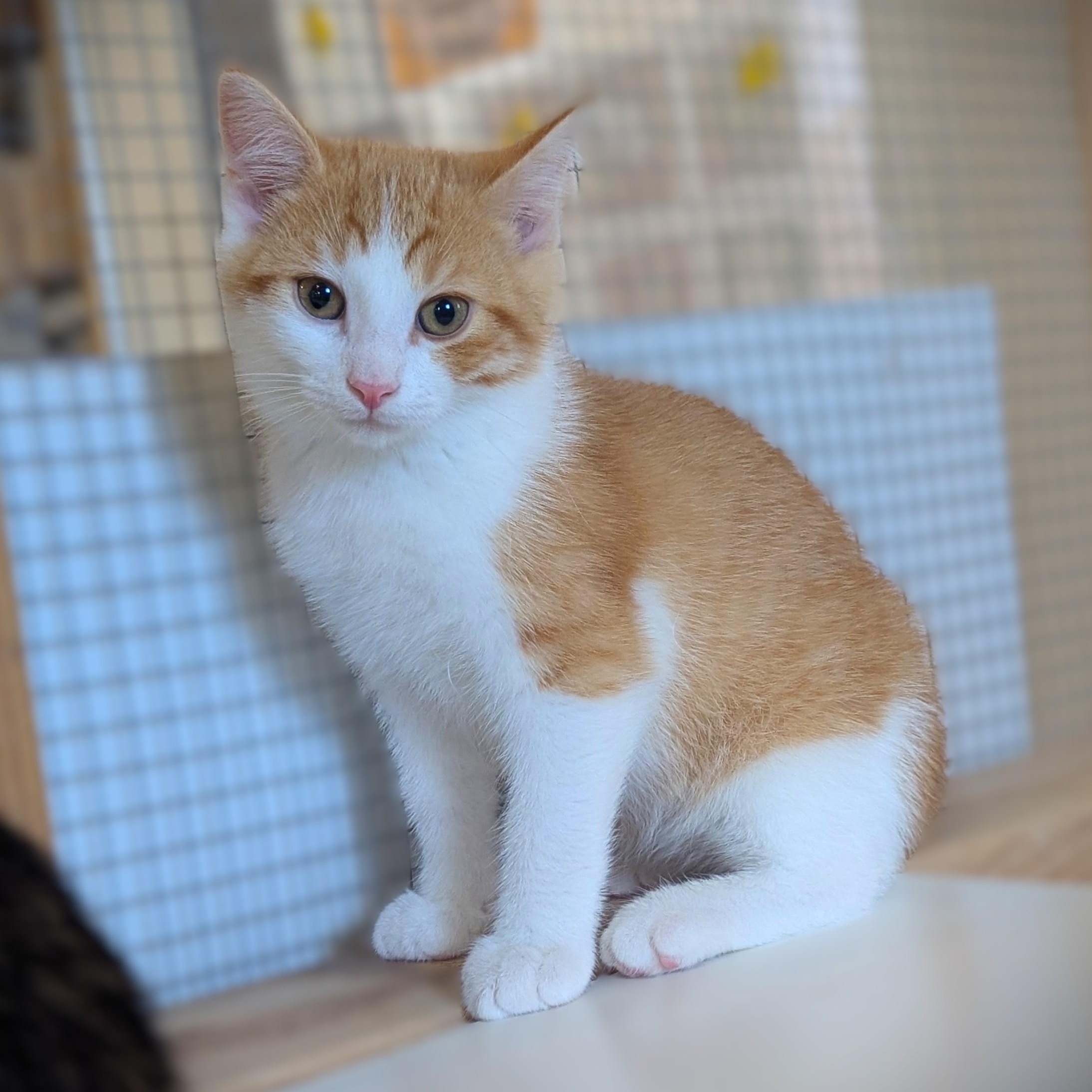 Enlarge PESTO, a Adoptable Domestic Short Hair in La Crescent, MN image 5/6