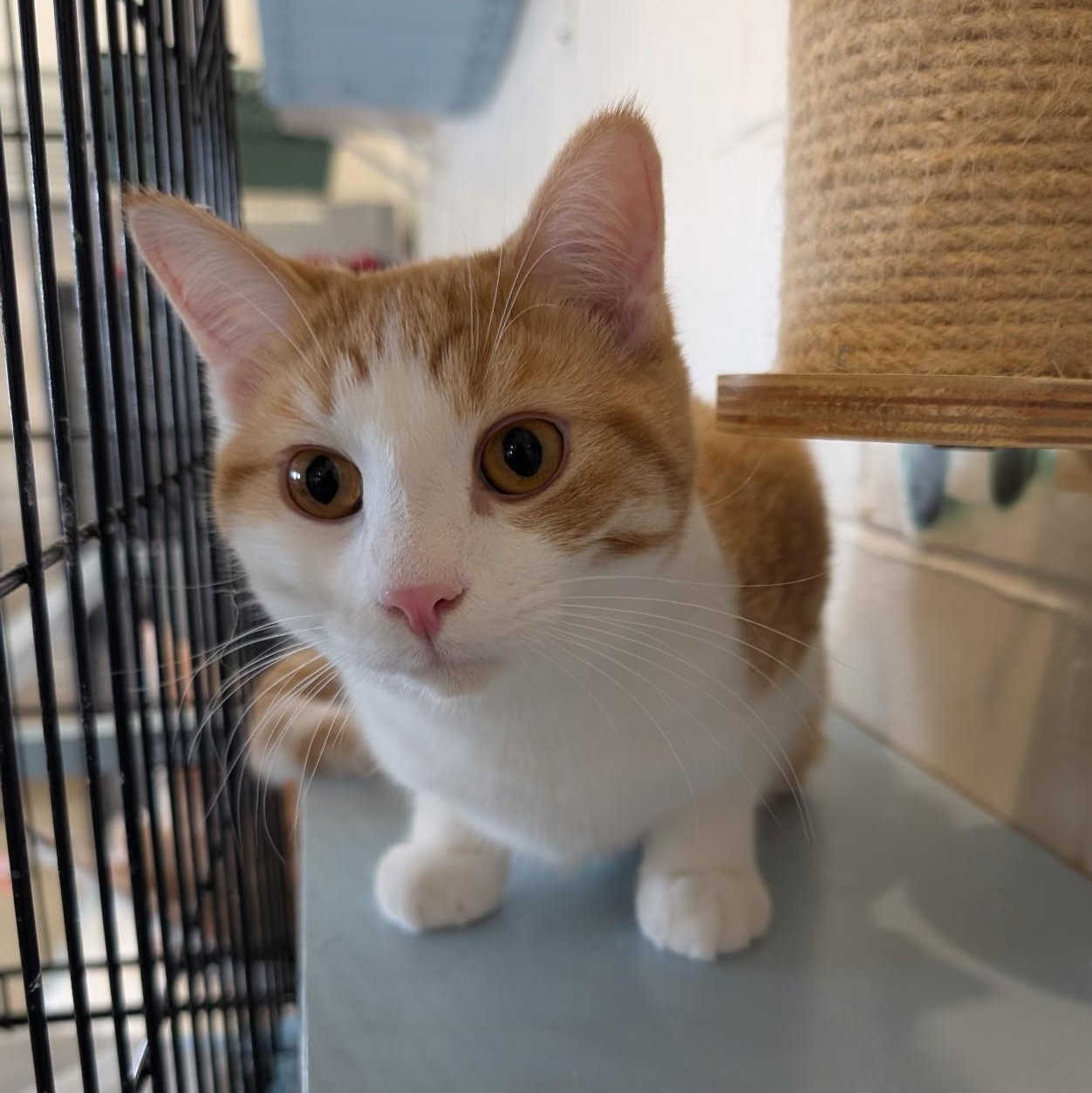 PESTO, Adoptable, Kitten Male Domestic Short Hair.