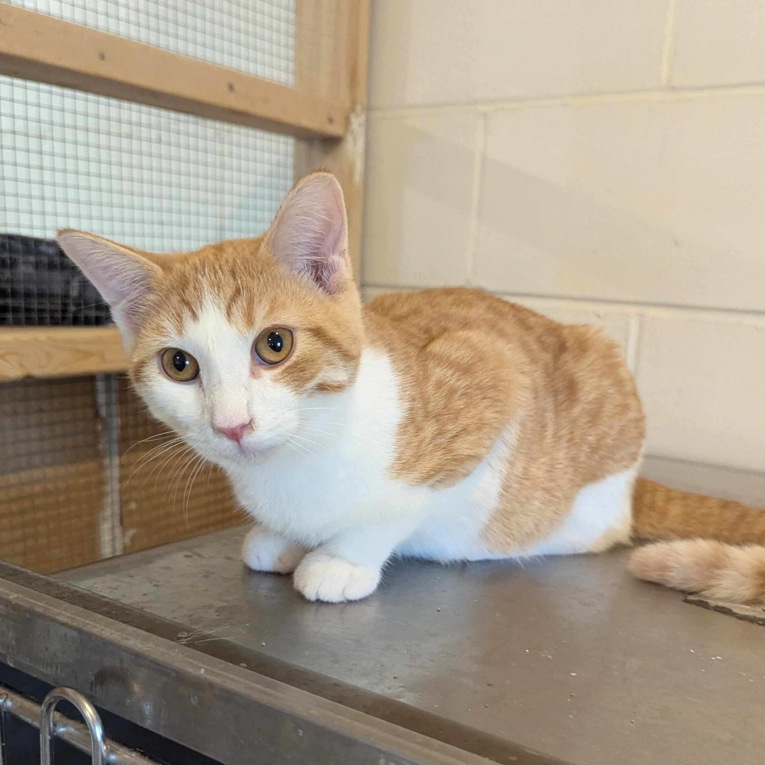 Enlarge PESTO, a Adoptable Domestic Short Hair in La Crescent, MN image 1/6