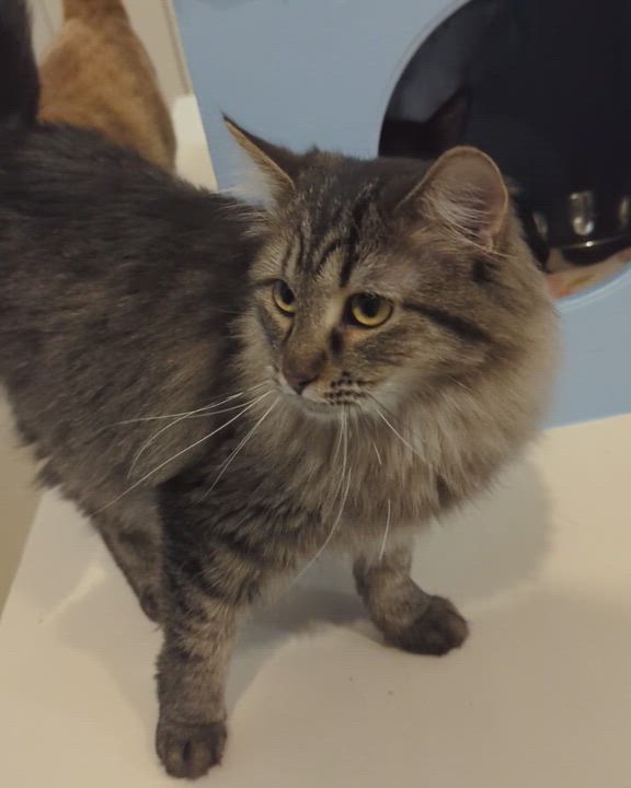 Enlarge PESTO, a Adoptable Domestic Short Hair in La Crescent, MN video 3/6