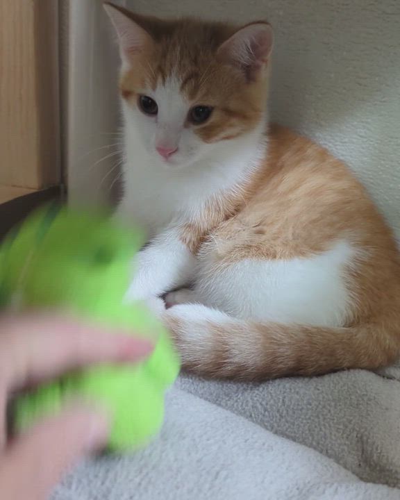 Enlarge PESTO, a Adoptable Domestic Short Hair in La Crescent, MN video 6/6