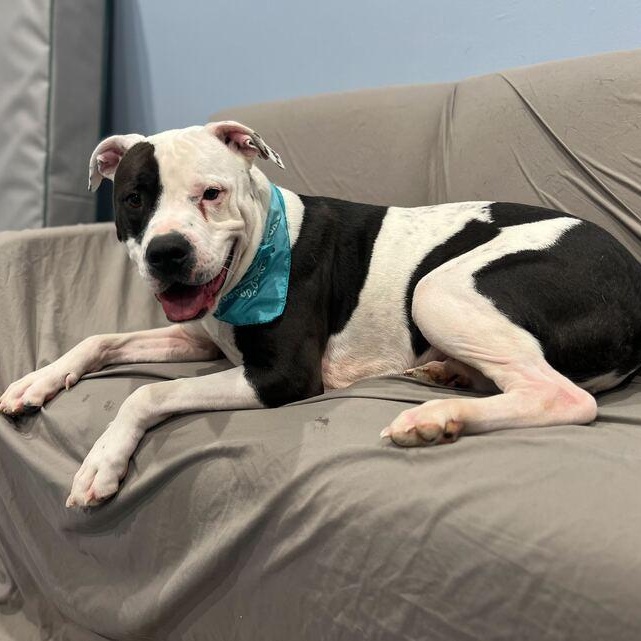 Enlarge Diezel, an adoptable Mixed Breed in Canal Winchester, OH image 4/6