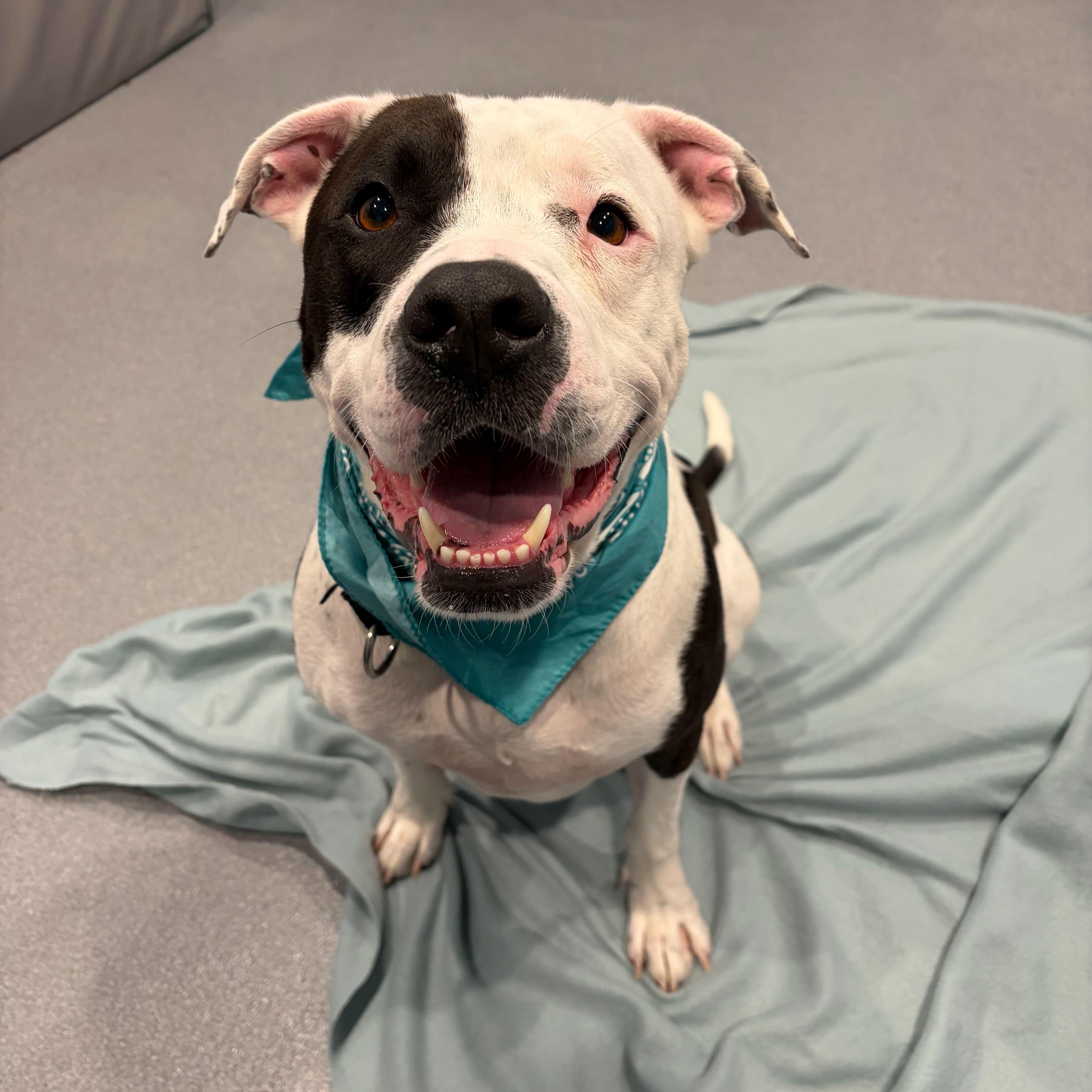 Enlarge Diezel, an adoptable Mixed Breed in Canal Winchester, OH image 1/6