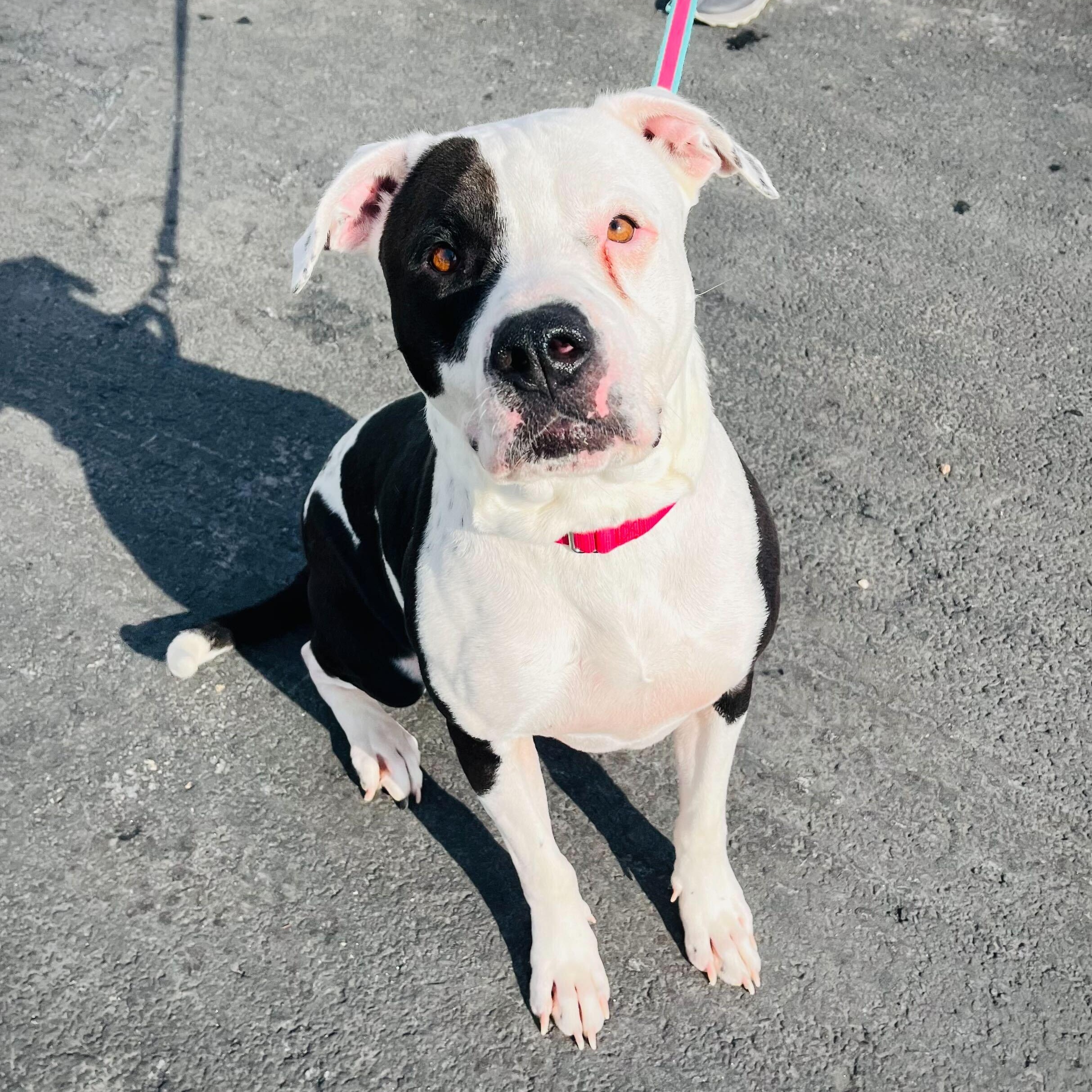 Enlarge Diezel, an adoptable Mixed Breed in Canal Winchester, OH image 2/6