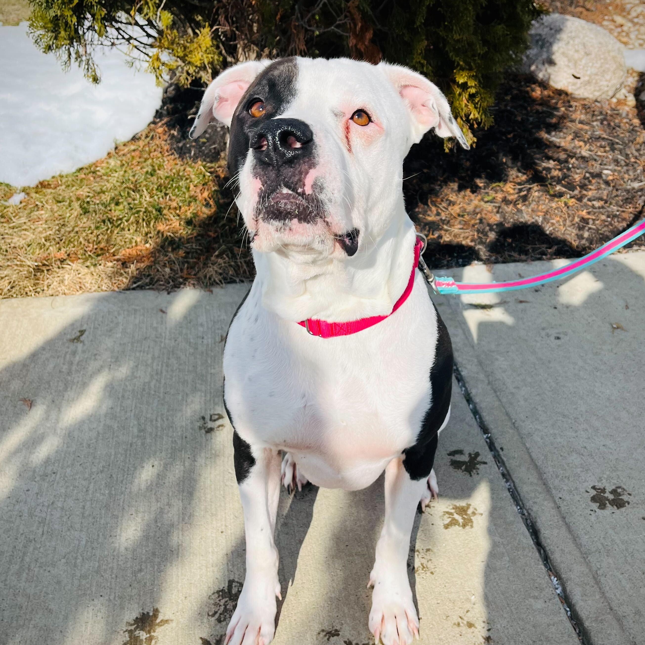 Enlarge Diezel, an adoptable Mixed Breed in Canal Winchester, OH image 3/6