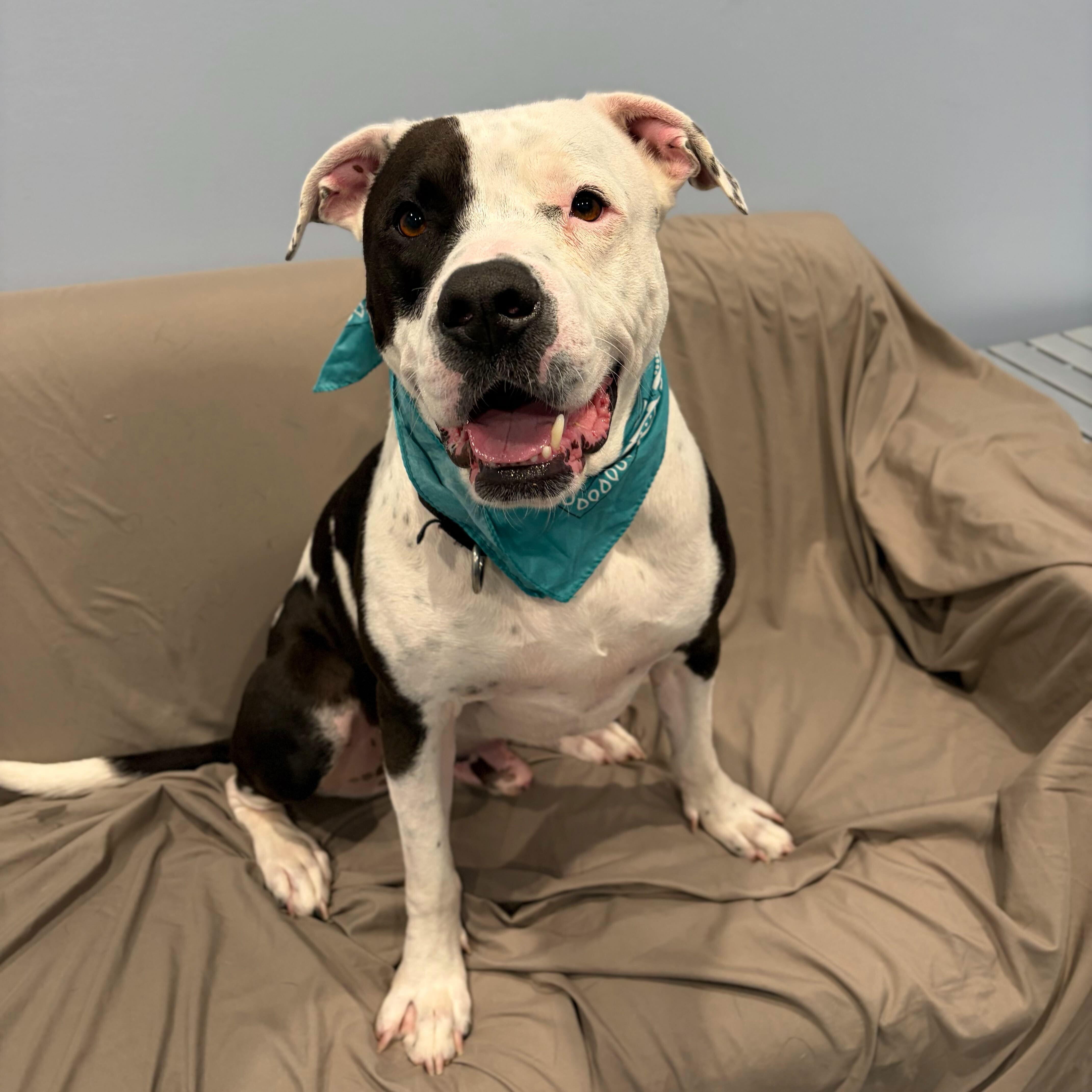 Enlarge Diezel, an adoptable Mixed Breed in Canal Winchester, OH image 6/6