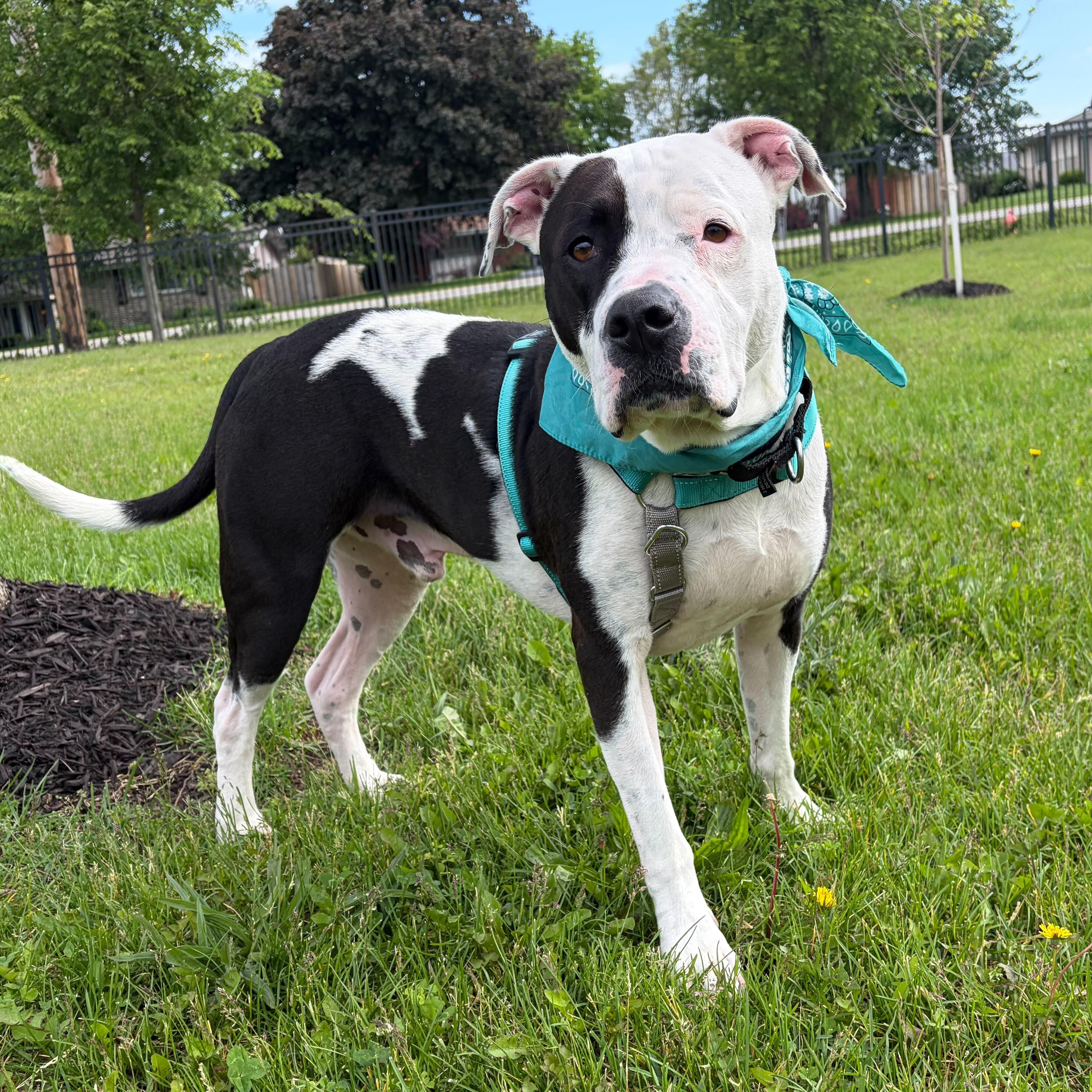 Enlarge Diezel, an adoptable Mixed Breed in Canal Winchester, OH image 5/6