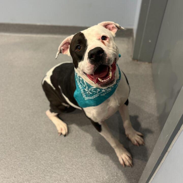 Lucas, ADOPTABLE, Adult Male Mixed Breed.